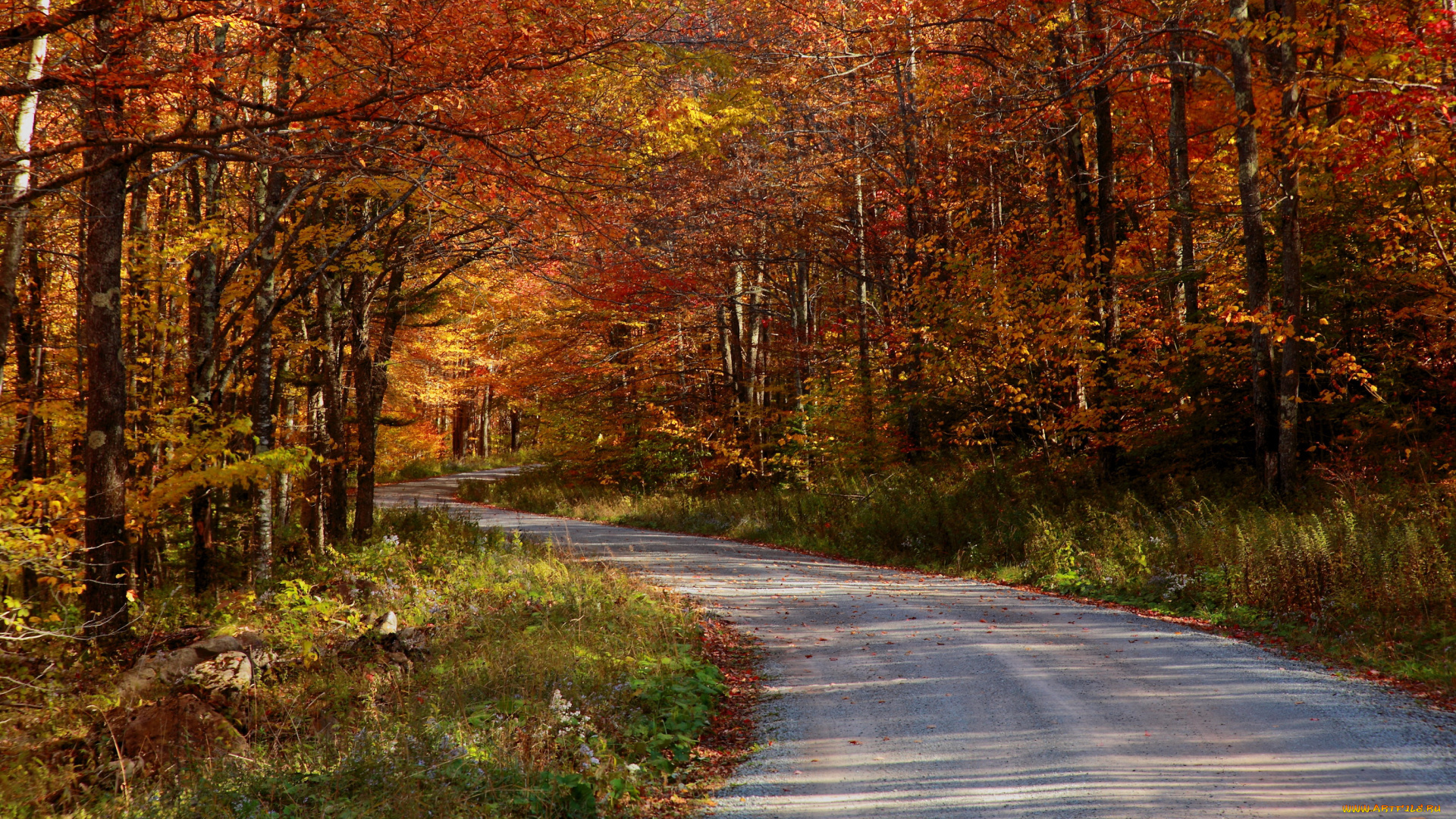 природа, дороги, дорога, лес, осень