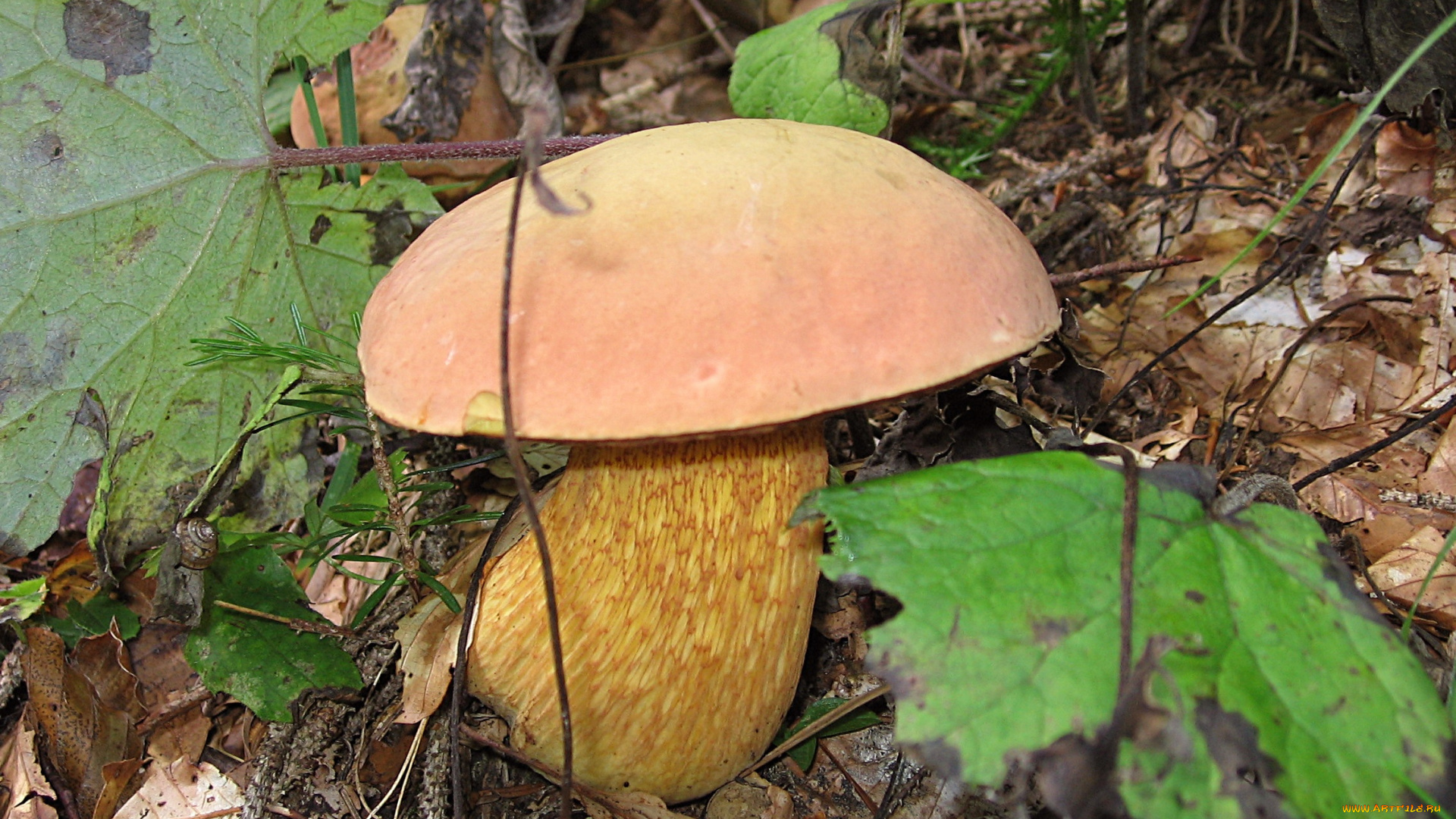 природа, грибы, листья, гриб, ветки