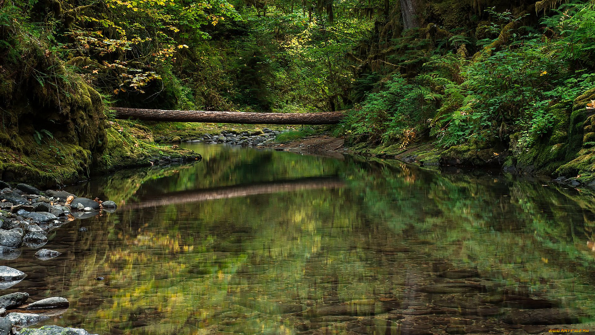 природа, реки, озера, деревья, лес, речка