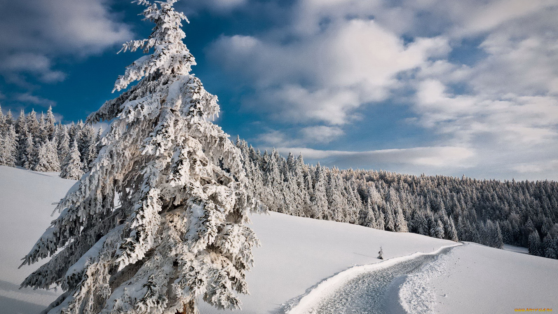 природа, зима, снег, ели