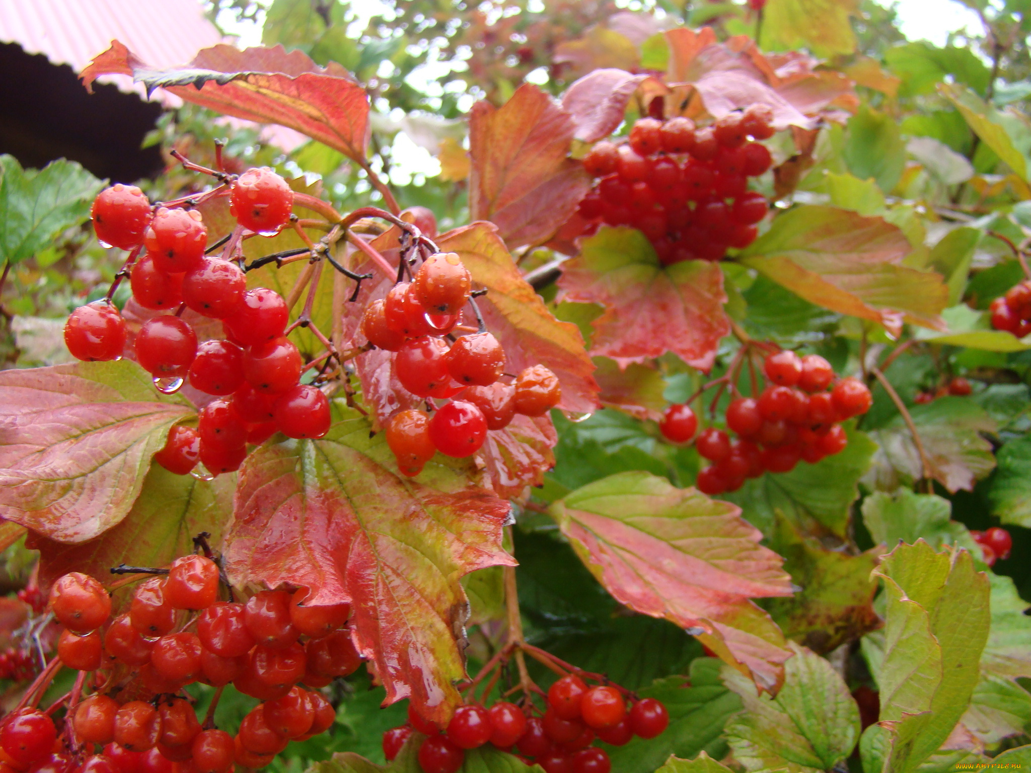 природа, Ягоды