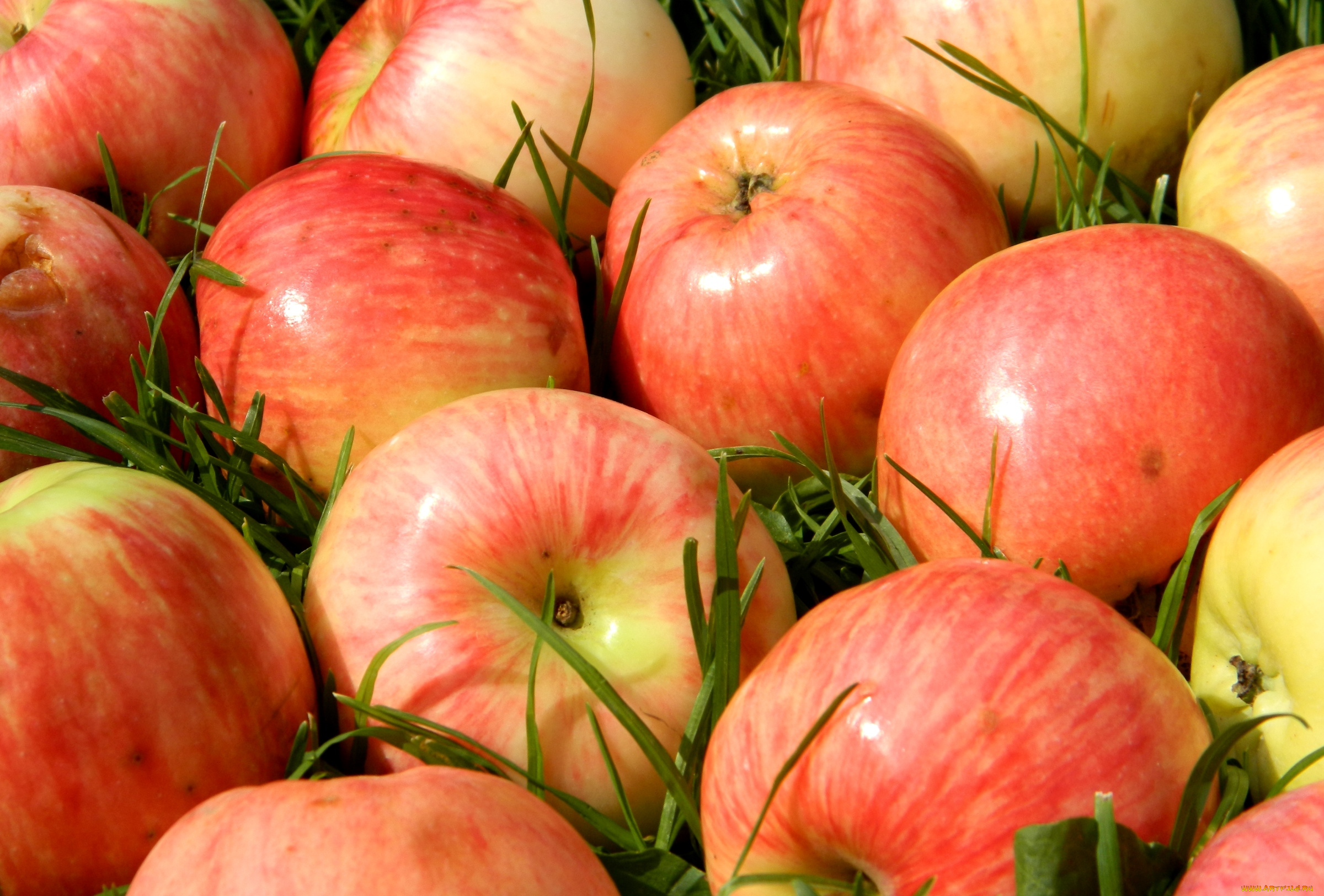 еда, Яблоки, плоды, макро