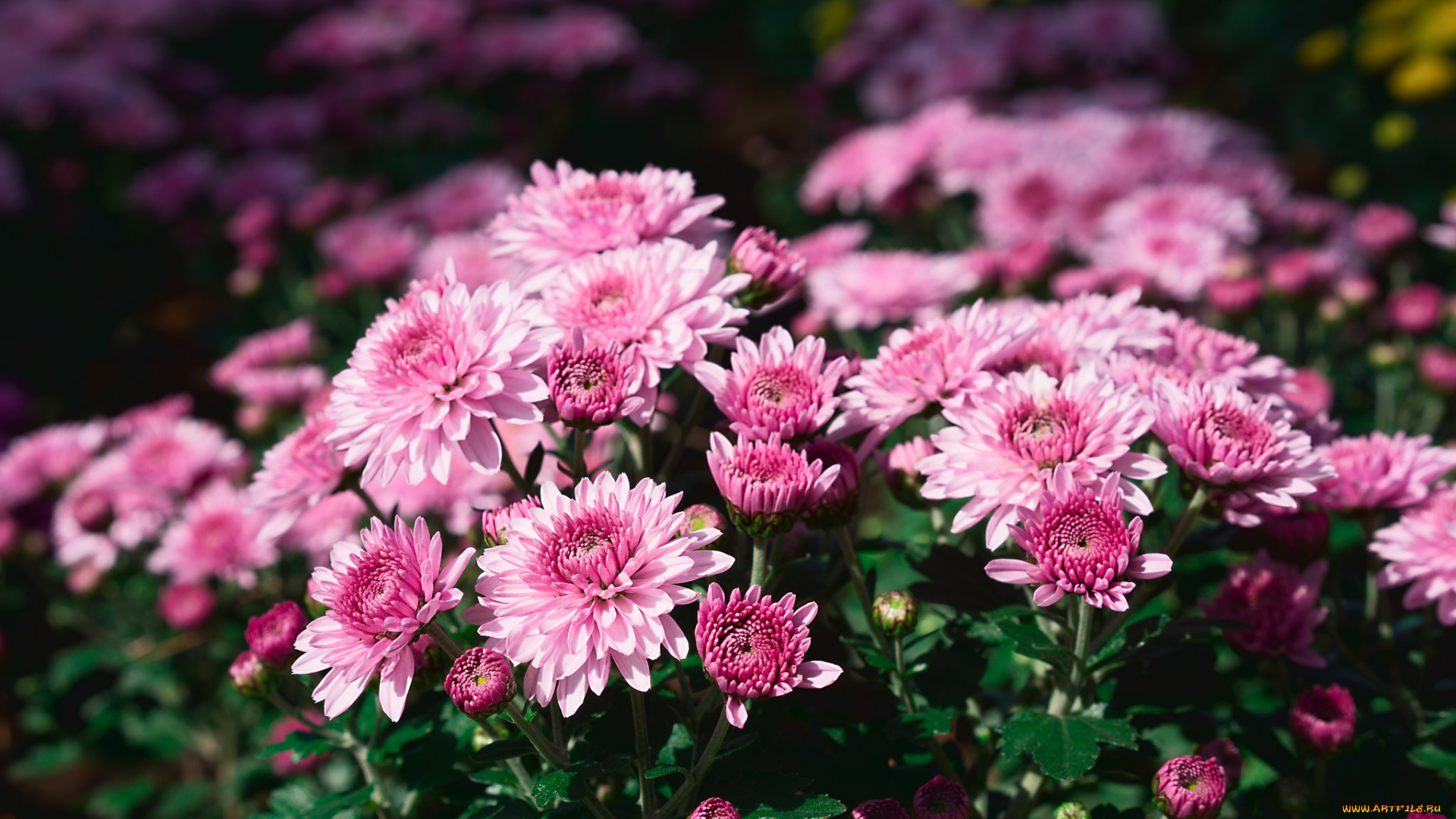 цветы, хризантемы, лепестки, свечи