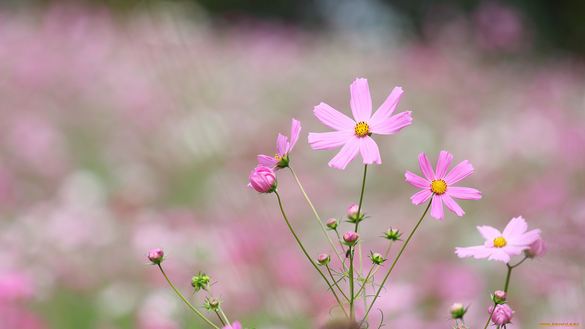 цветы, космея, лепестки, цветение