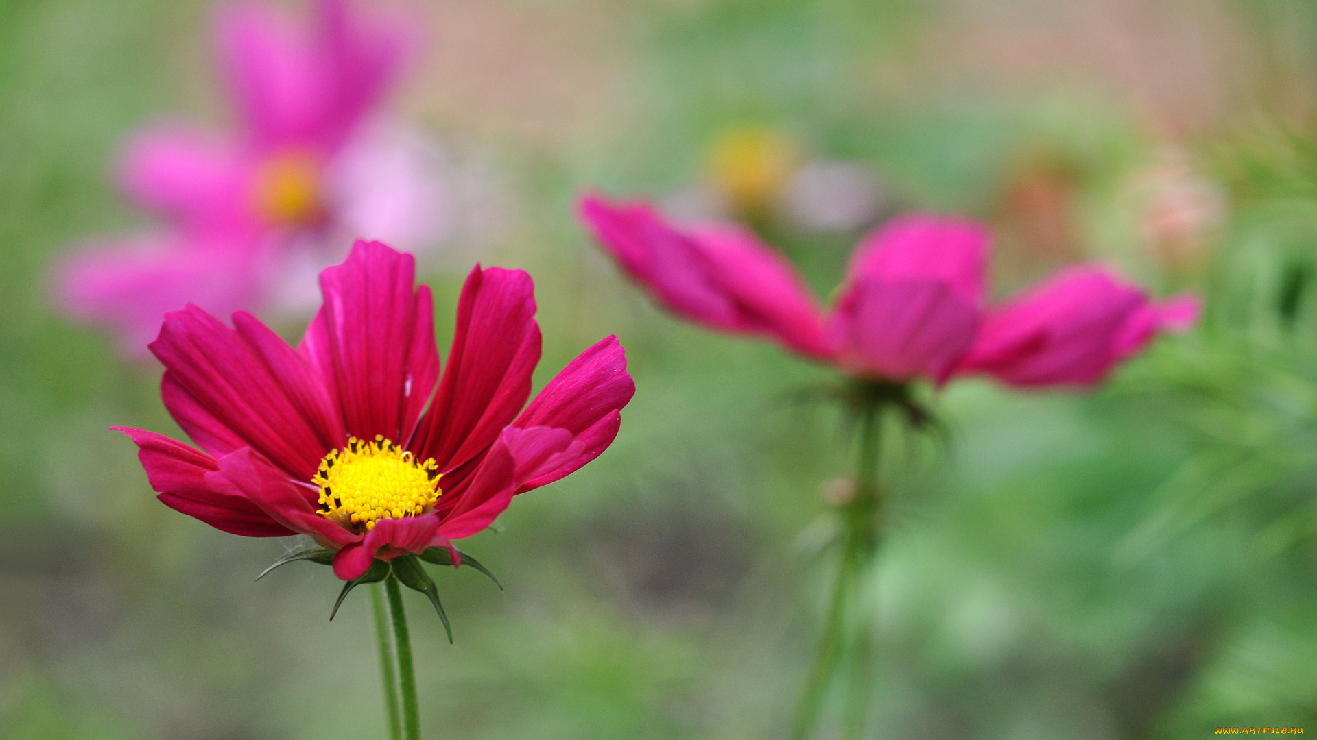 цветы, космея, лепестки, цветение