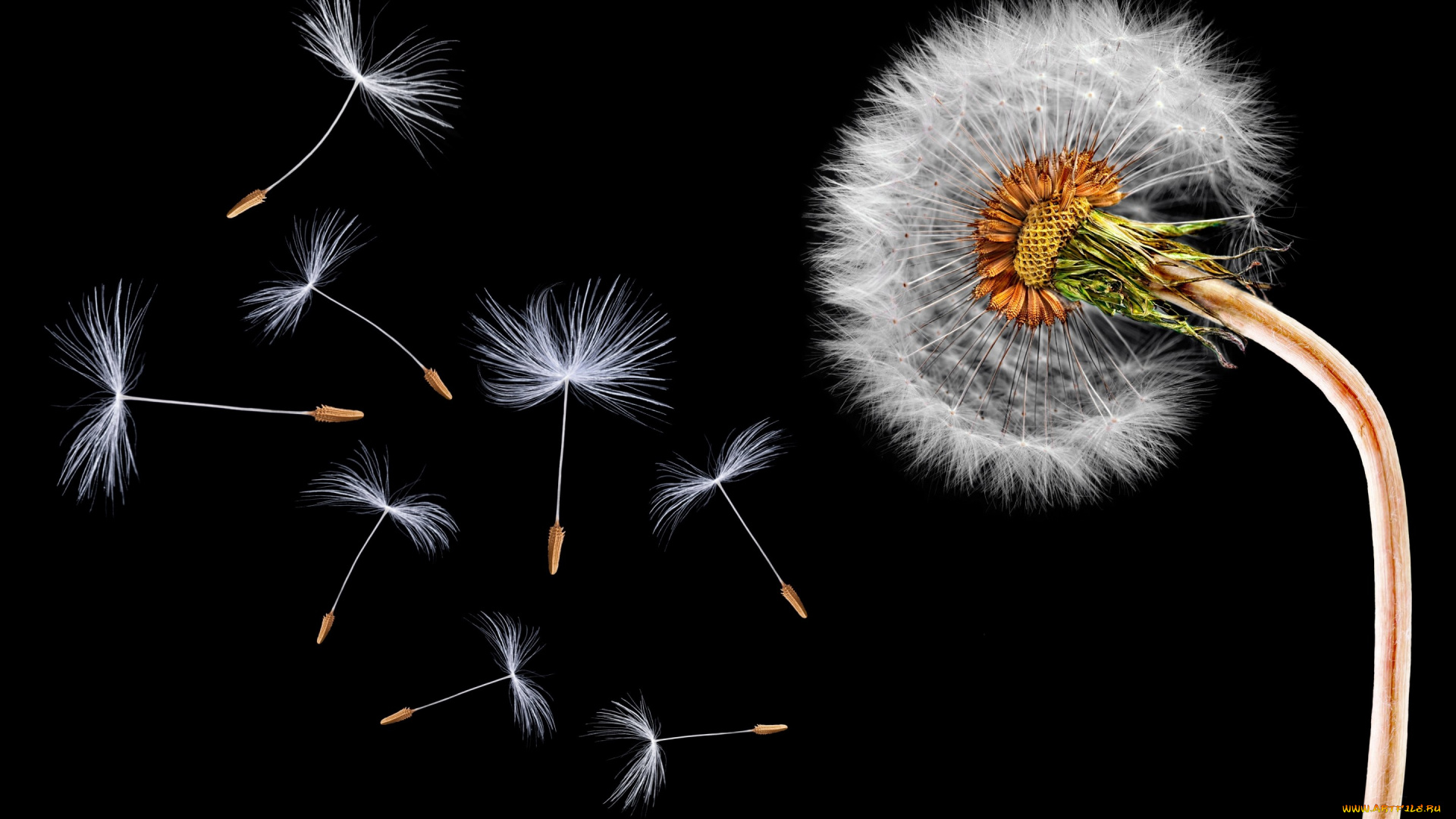 цветы, одуванчики, черный, фон, одуванчик, стебель