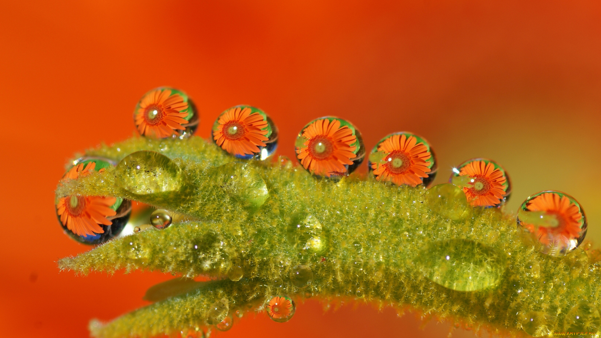 цветы, отражение, роса, капли, макро, мох