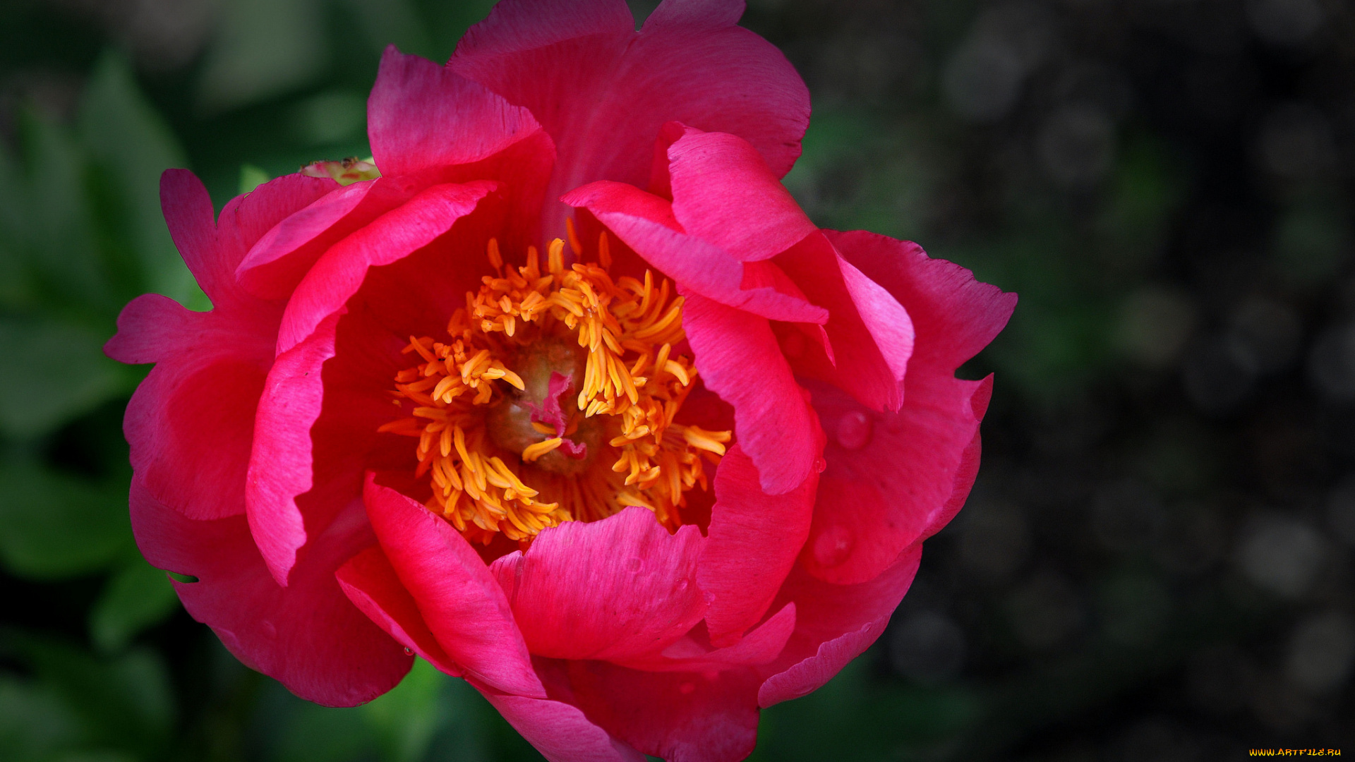 цветы, пионы, цветение, листья, лепестки, бутон, пион