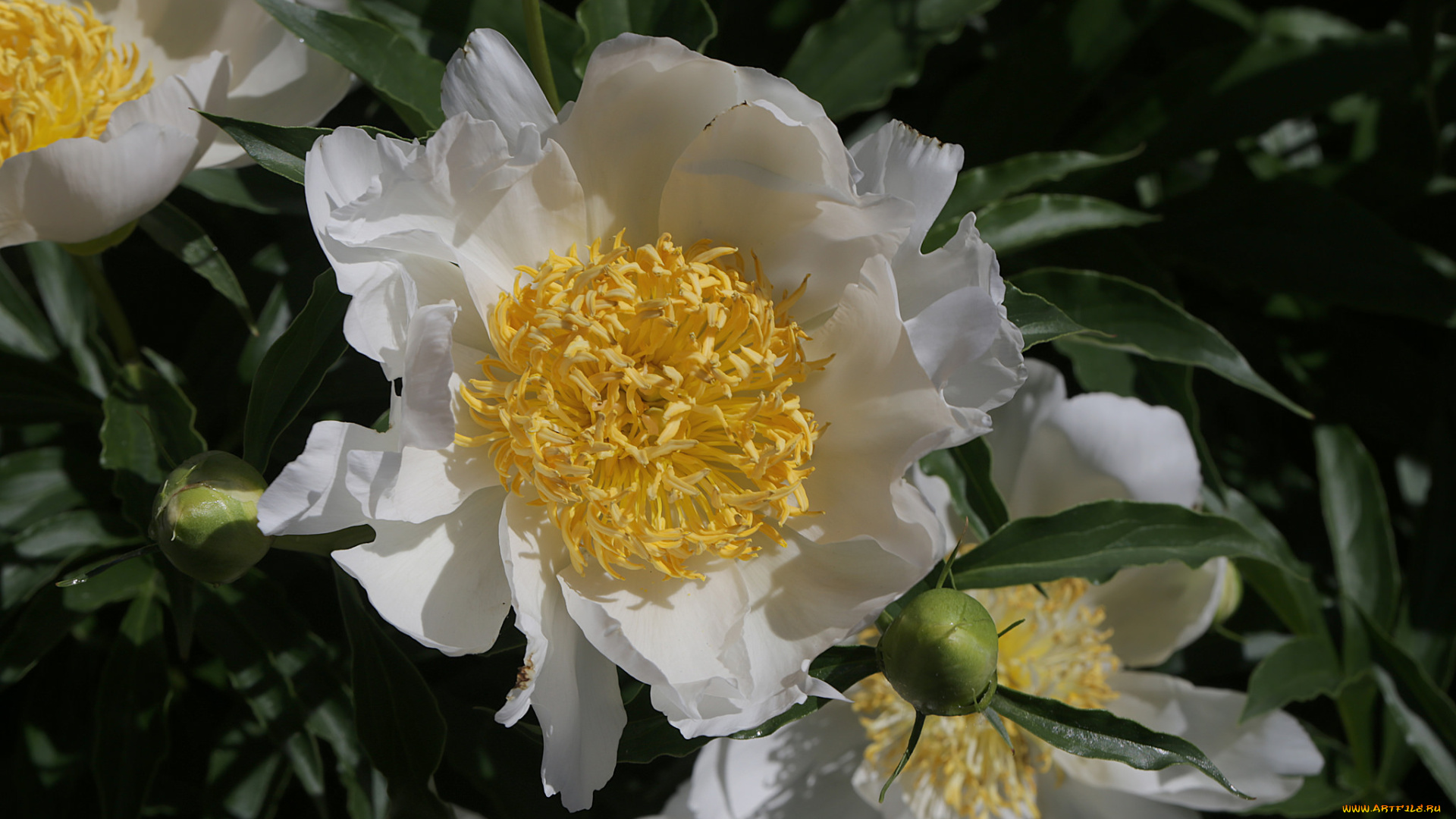 цветы, пионы, цветение, пион, бутон, лепестки, листья