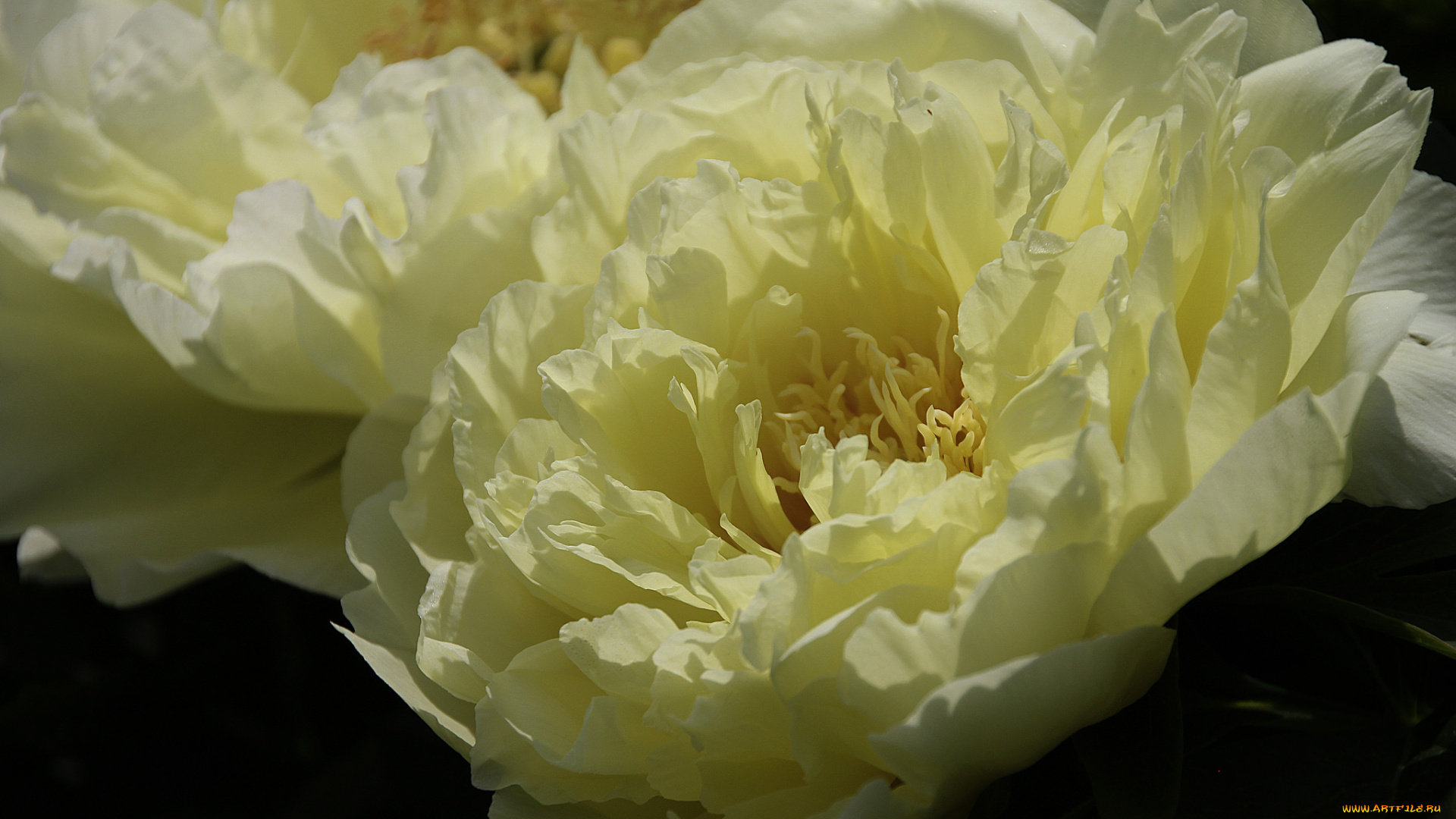 цветы, пионы, лепестки, цветение, листья, бутон, пион