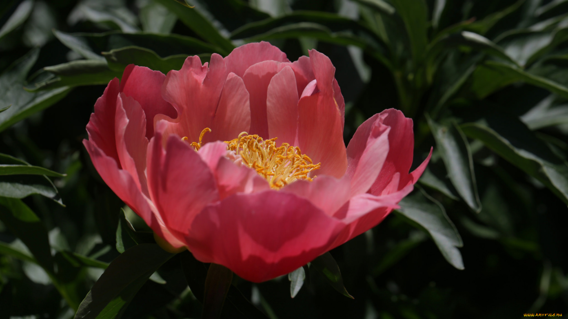 цветы, пионы, пион, цветение, листья, бутон, лепестки