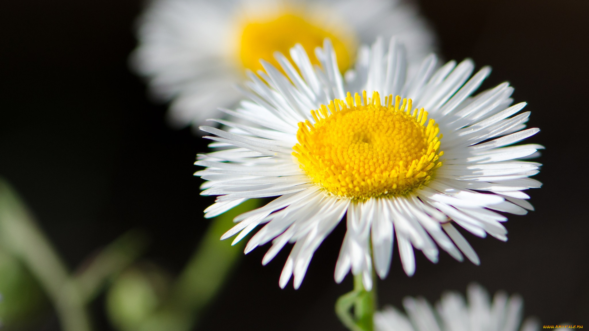 цветы, ромашки, тёмный, фон, макро, жёлто-белые