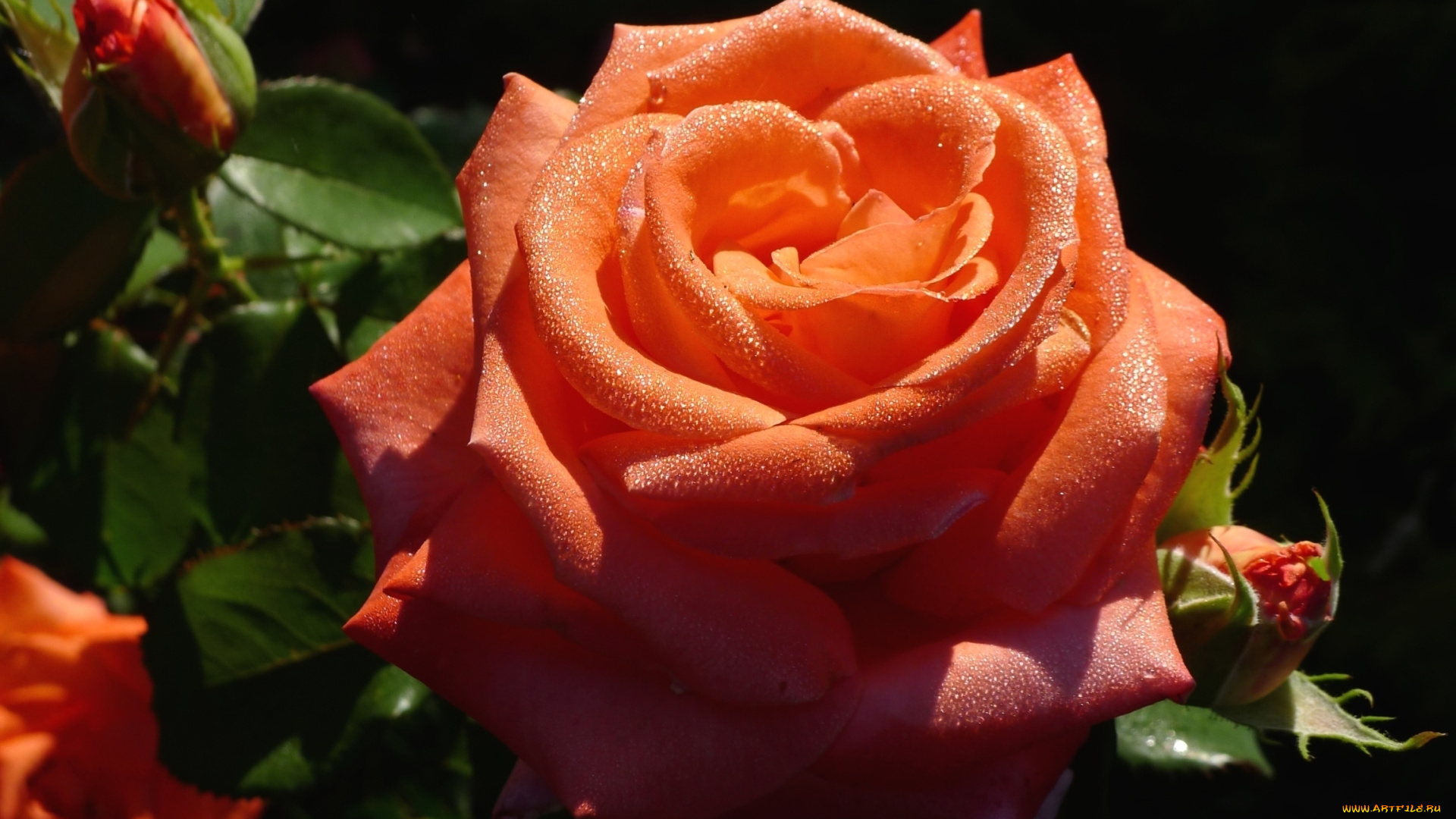 цветы, розы, роза, макро, капли