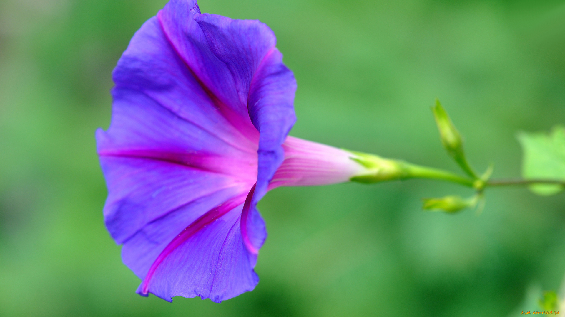 цветы, вьюнки, , ипомеи, бутон, нежность, цветение, петуния, калибрахоа, петунии