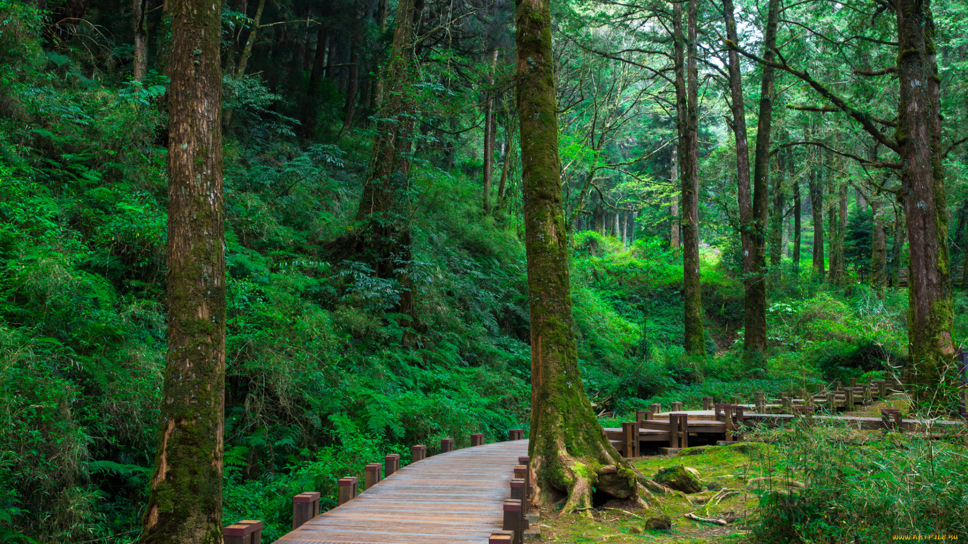 природа, дороги, дорожка, лес, настил