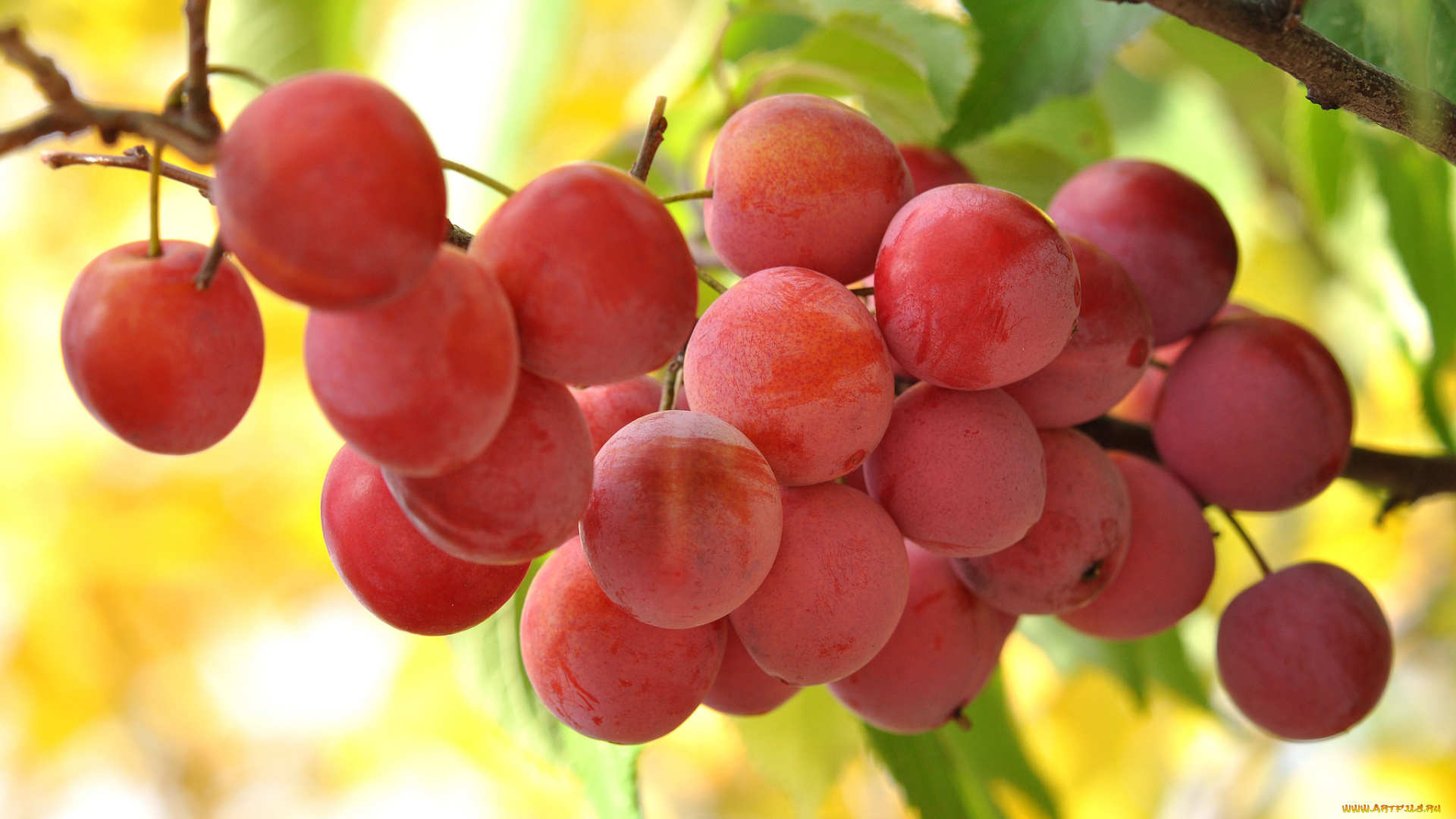 природа, плоды, листья, ветка