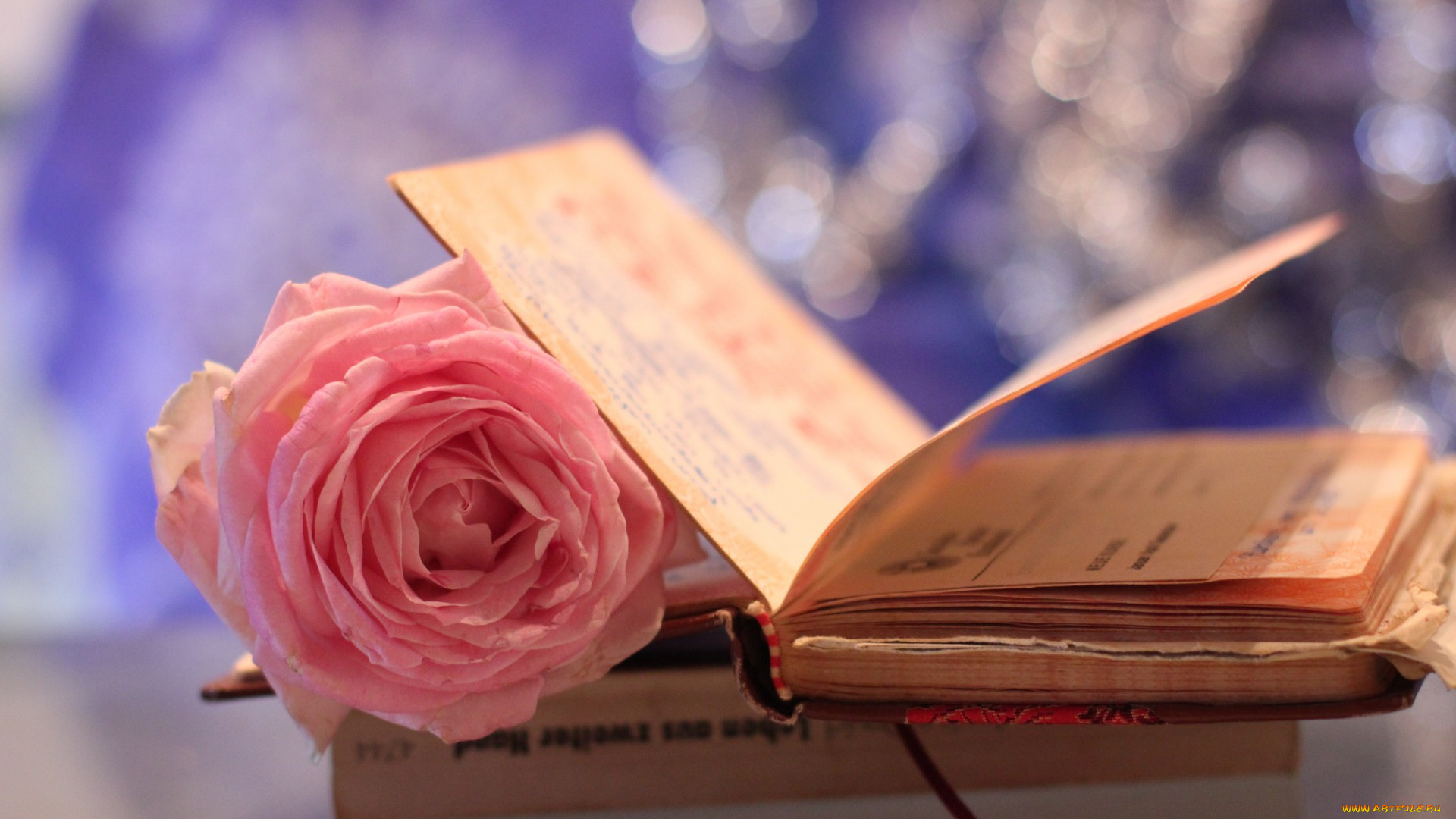 разное, канцелярия, , книги, книжка, цветок, макро, розовая, роза