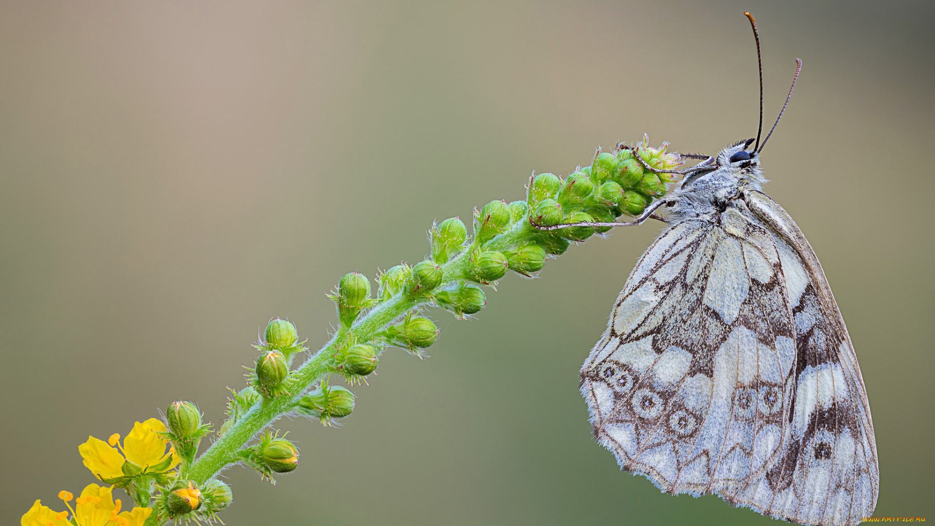животные, бабочки, бабочка, цветы, макро, cristian, arghius, травинка, фон, насекомое, жёлтые
