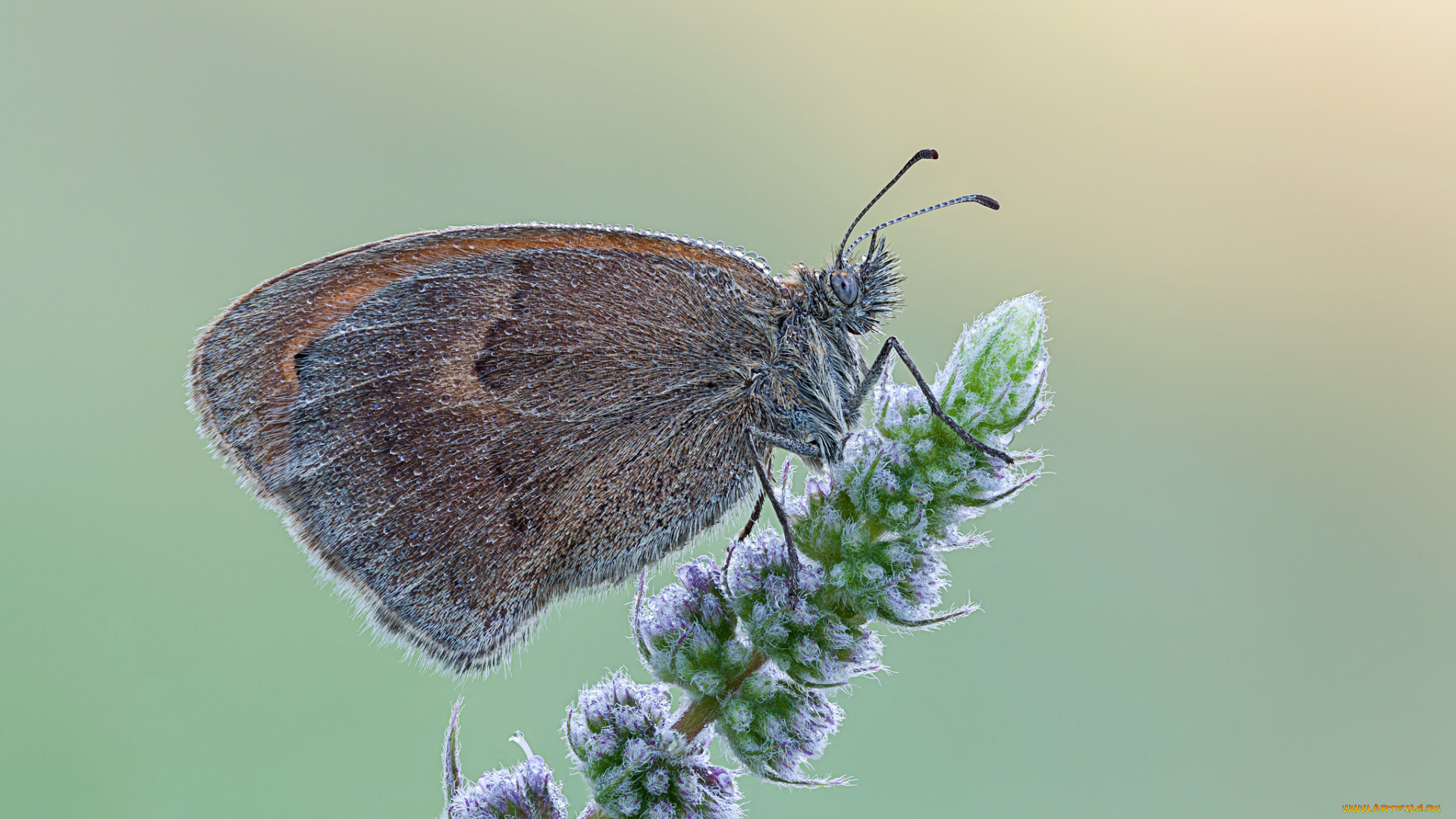 животные, бабочки, роса, бабочка, макро, cristian, arghius, утро, насекомое, капли