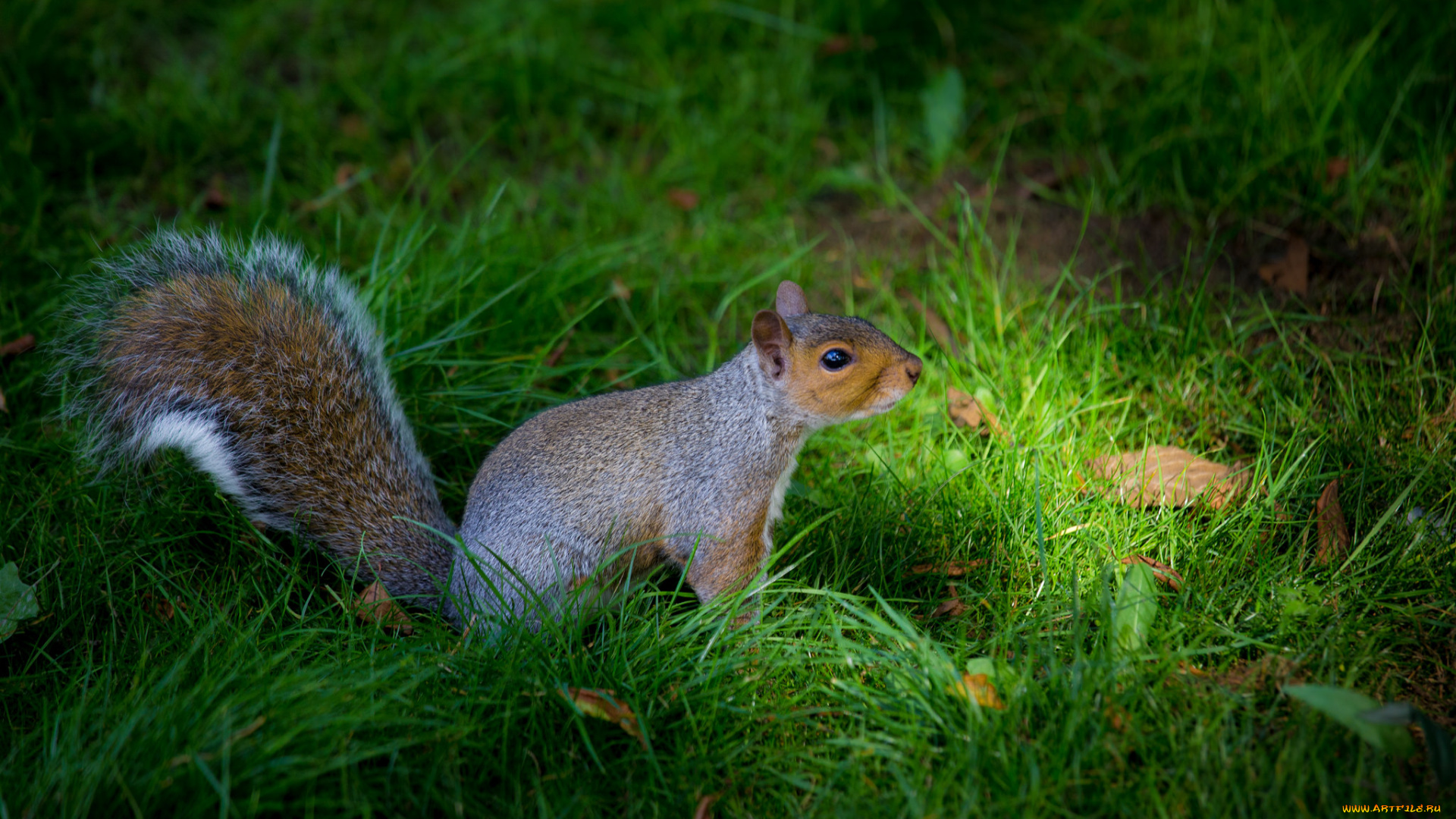 животные, белки, белка