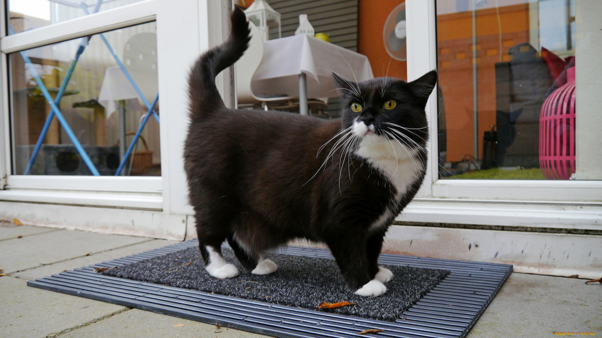 животные, коты, котяра