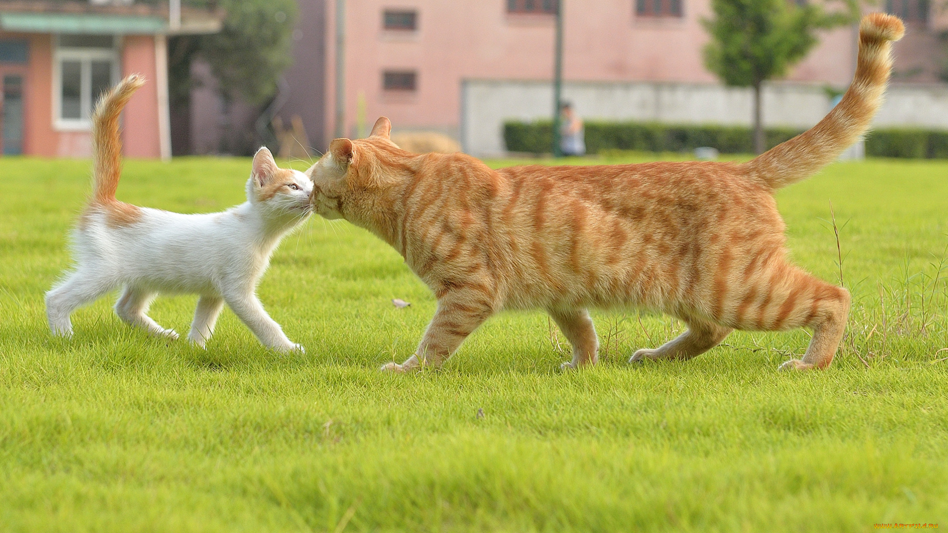 животные, коты, трава, встреча, кошка, котёнок