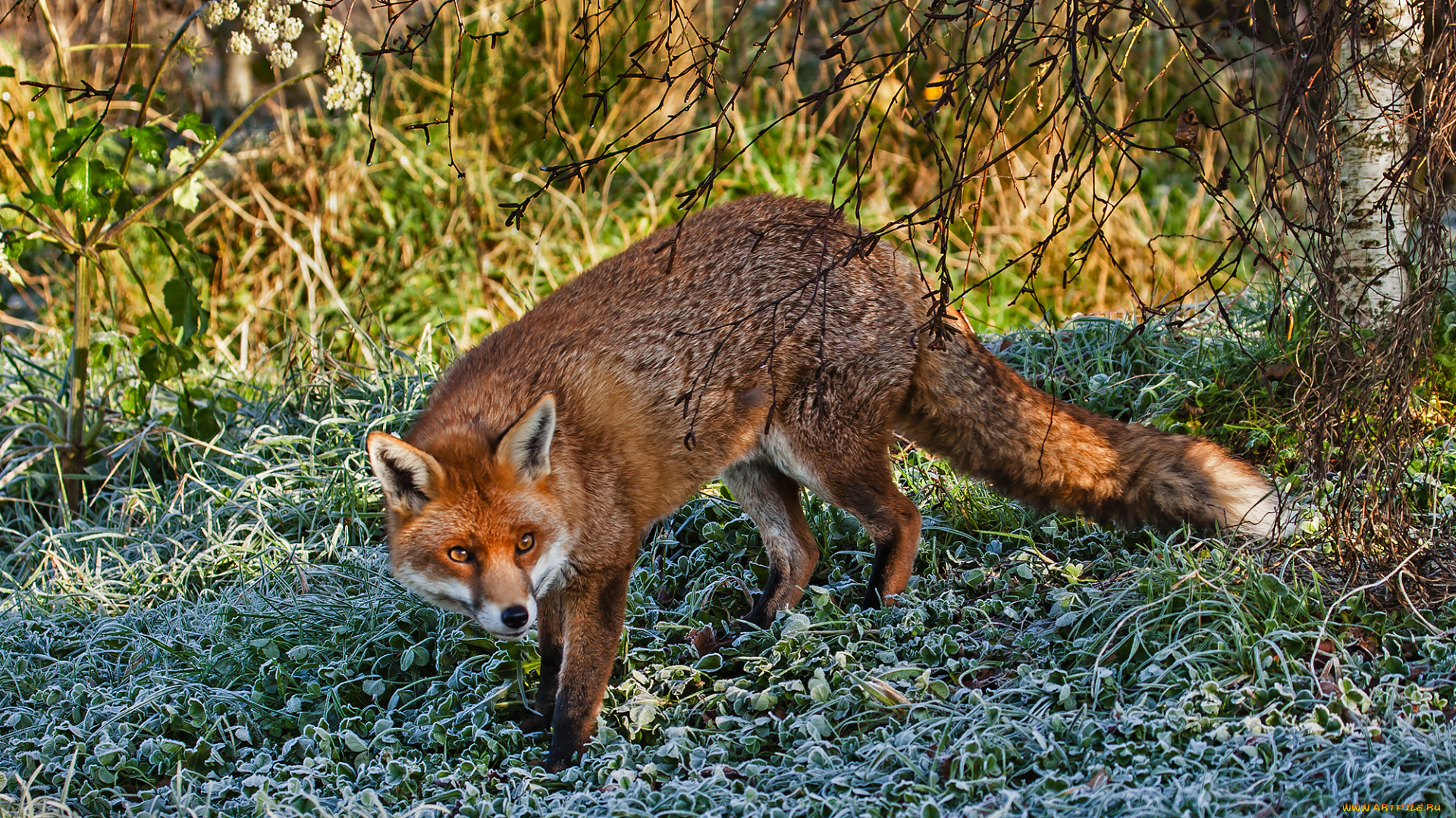 животные, лисы, лисичка