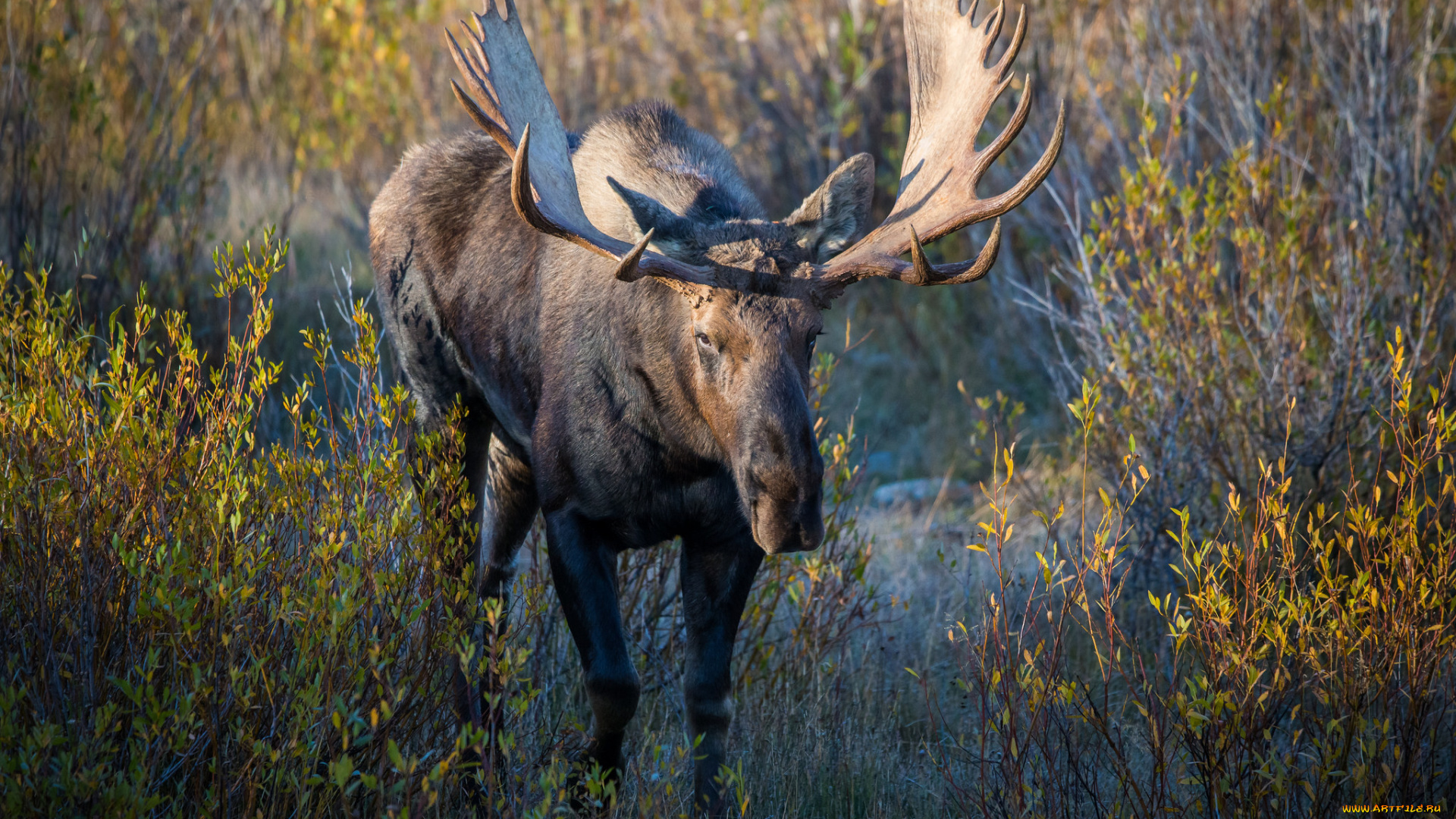 животные, лоси, срхатый