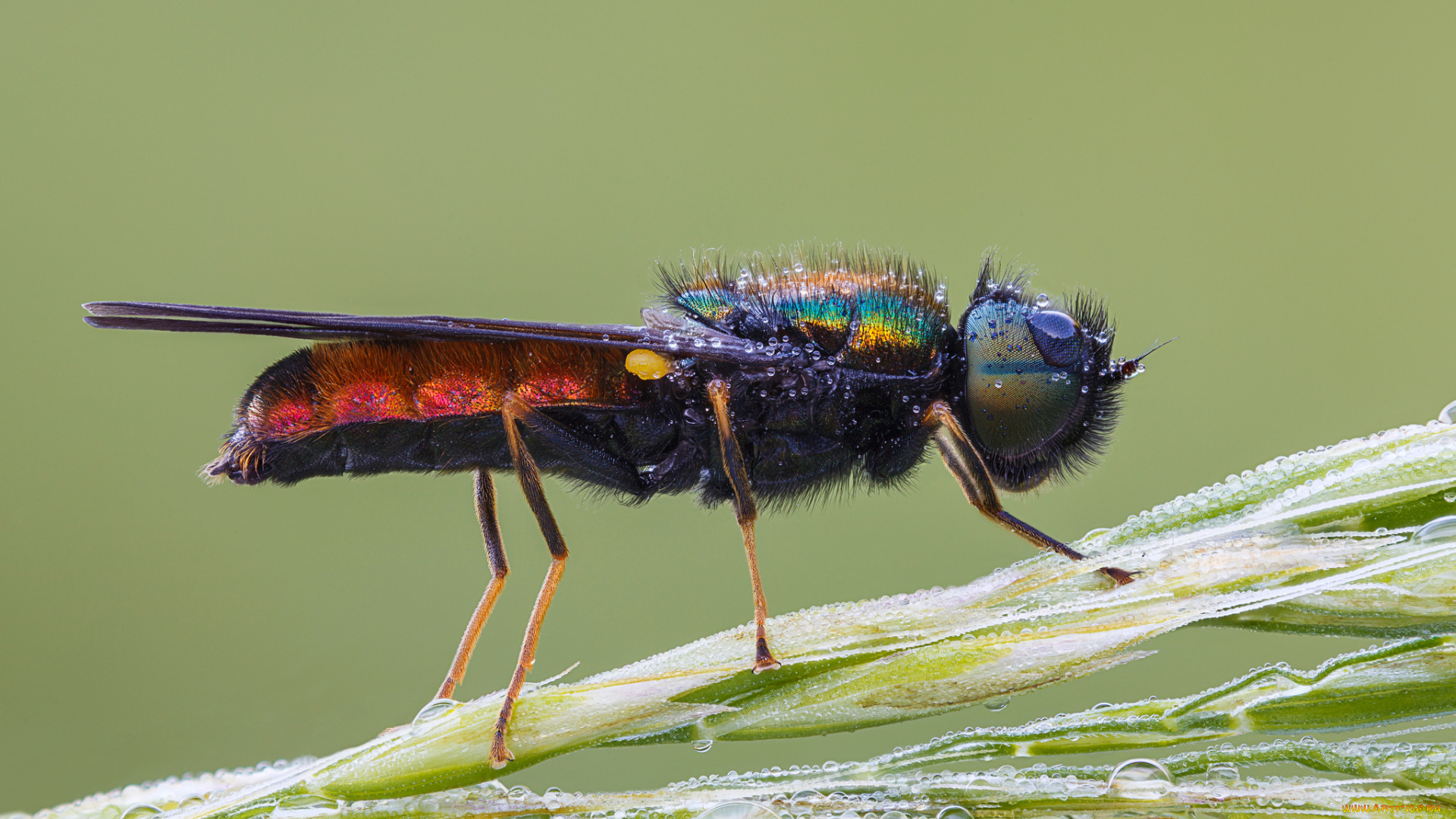 животные, насекомые, cristian, arghius, фон, макро, насекомое