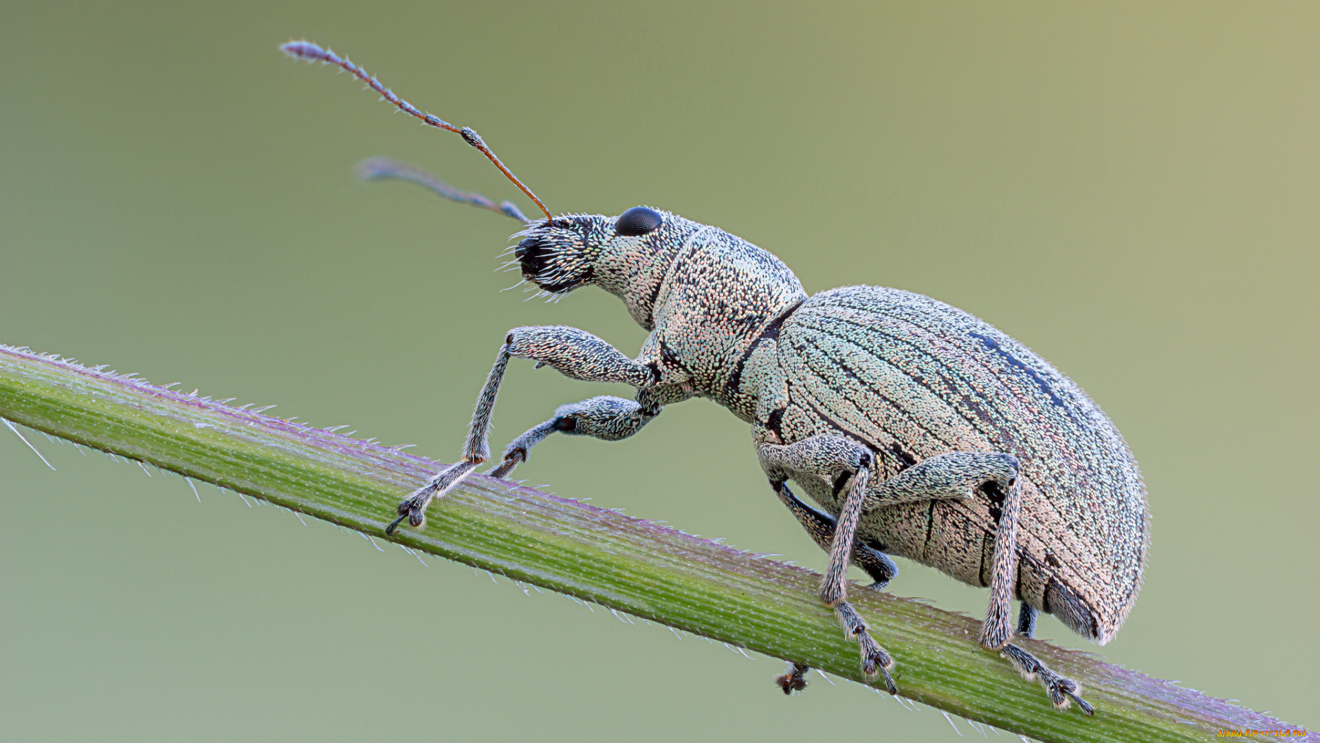 животные, насекомые, макро, фон, насекомое, жук, травинка