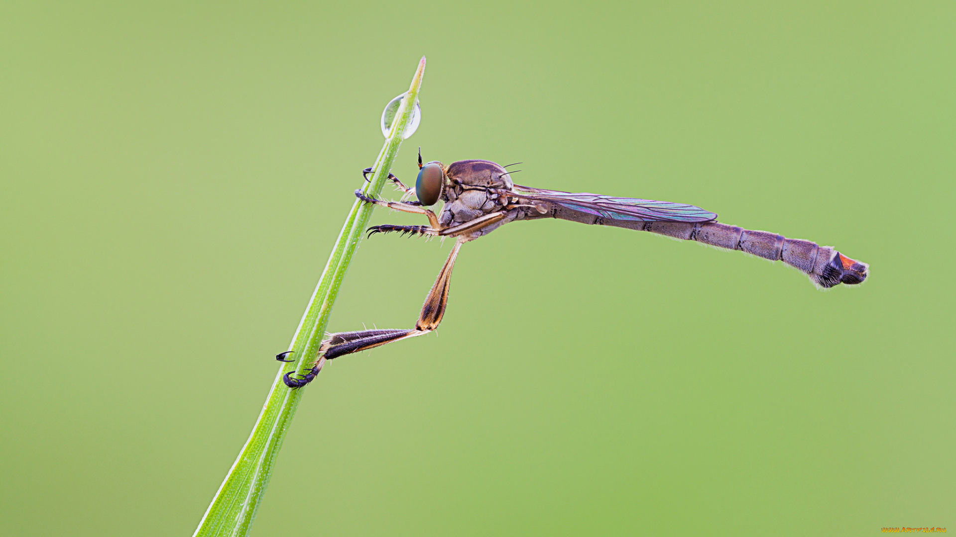 животные, насекомые, макро, утро, росинка, фон, насекомое, травинка, cristian, arghius