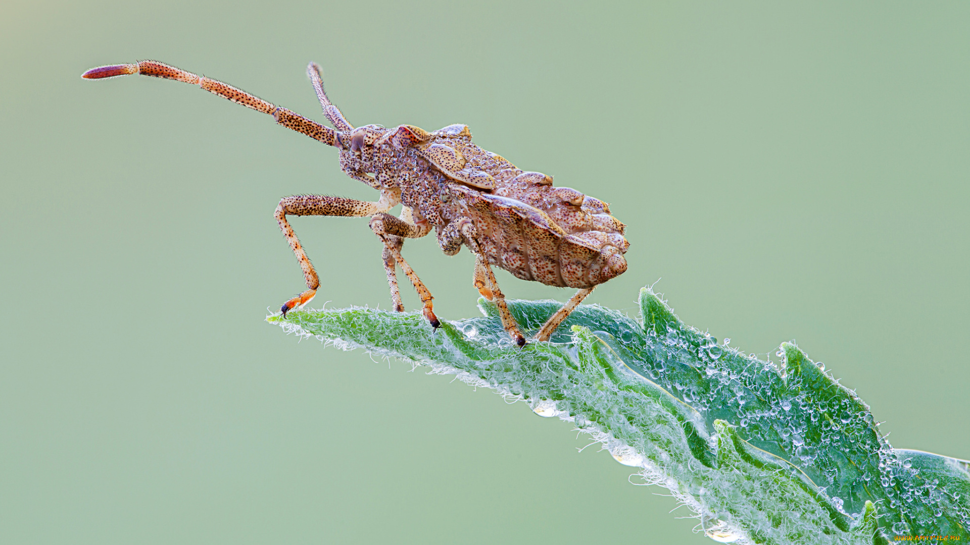 животные, насекомые, утро, капли, травинка, роса, жук, клоп, насекомое, cristian, arghius