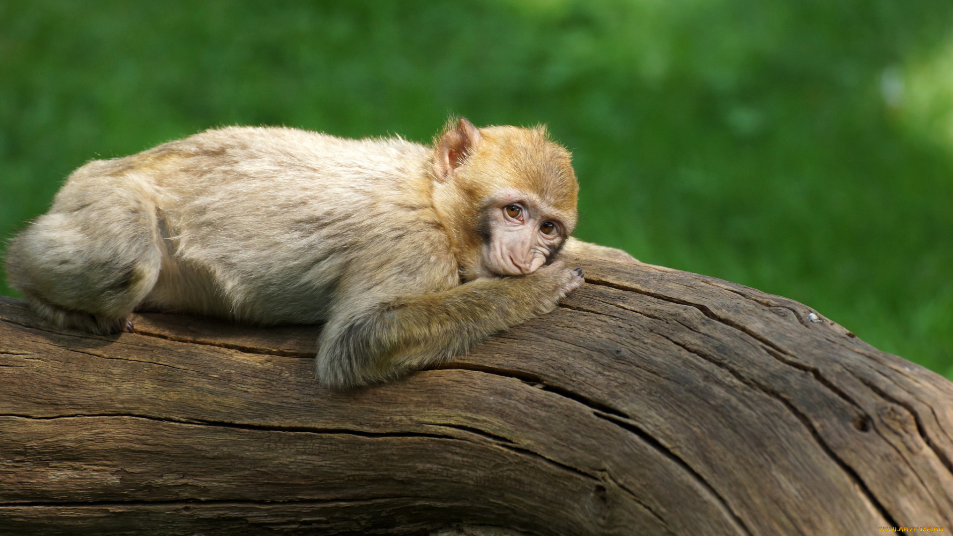 животные, обезьяны, отдых, солнечно, бревно, обезьяна, зелёный, фон