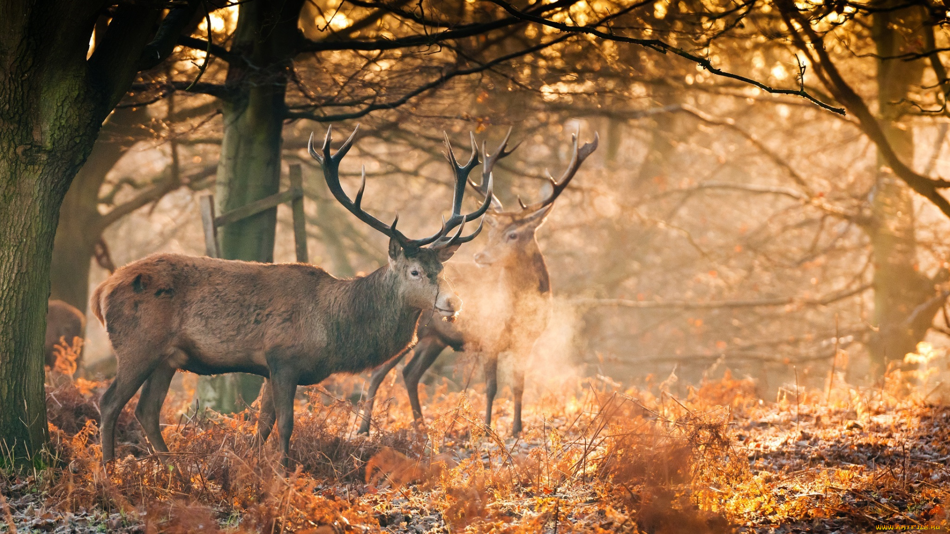 животные, олени, лес, осень, рога