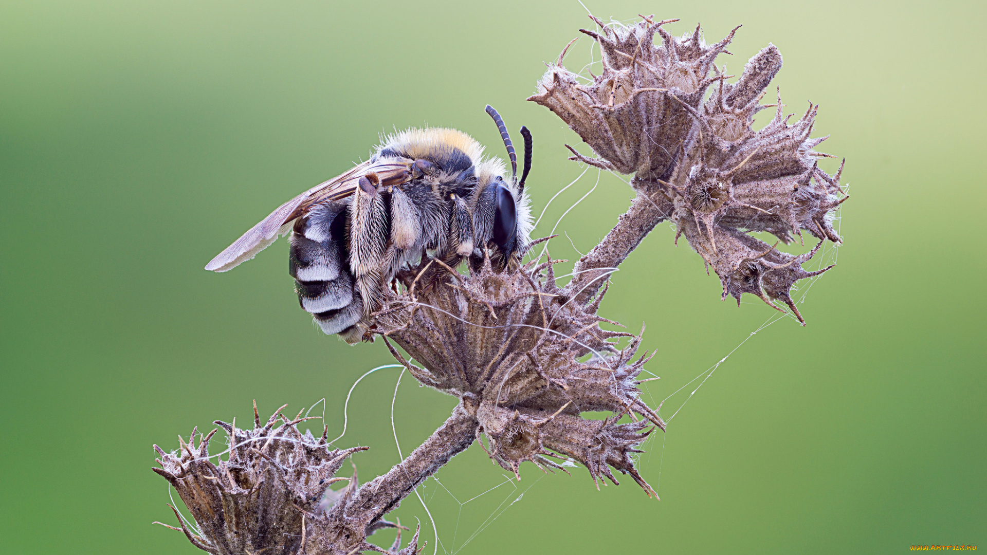 животные, пчелы, , осы, , шмели, фон, шмель, травинка, макро, cristian, arghius
