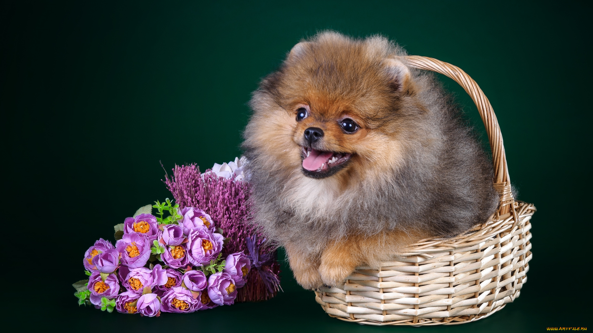 животные, собаки, цветы, щенок, шпиц
