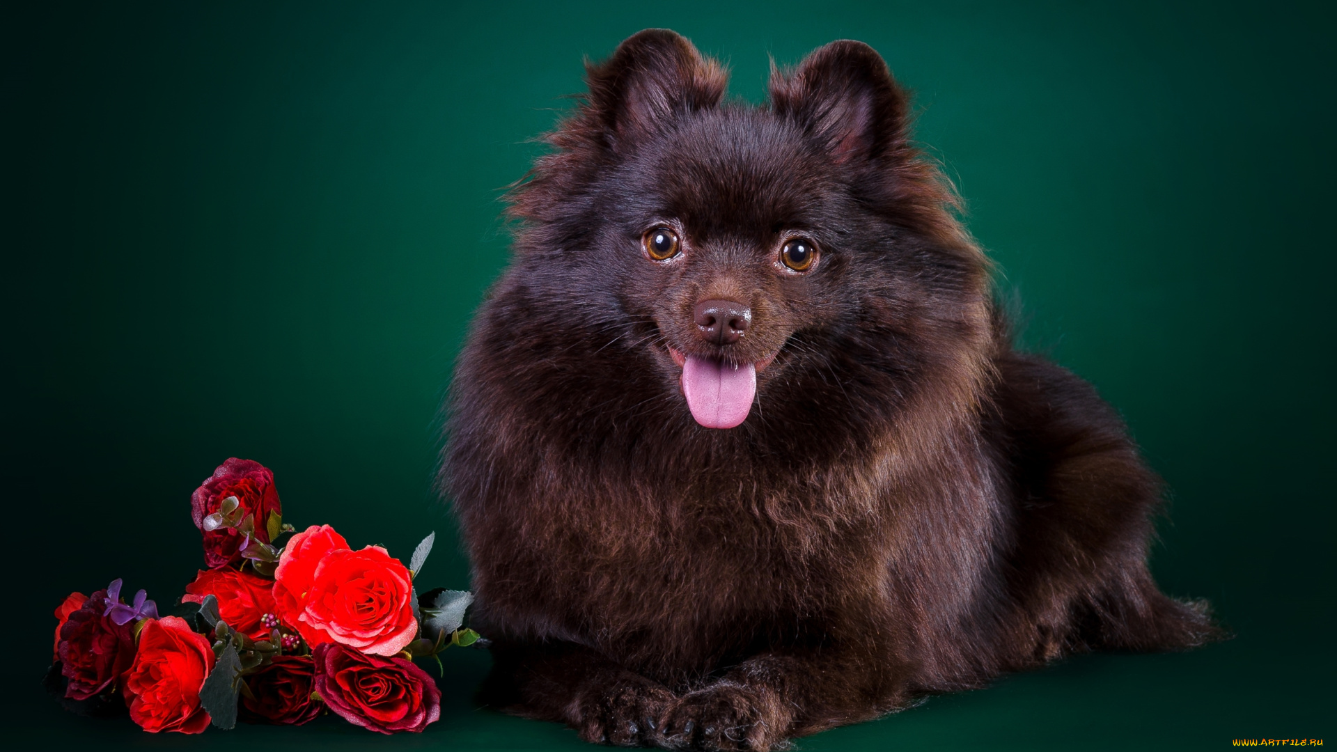 животные, собаки, шпиц, щенок, цветы