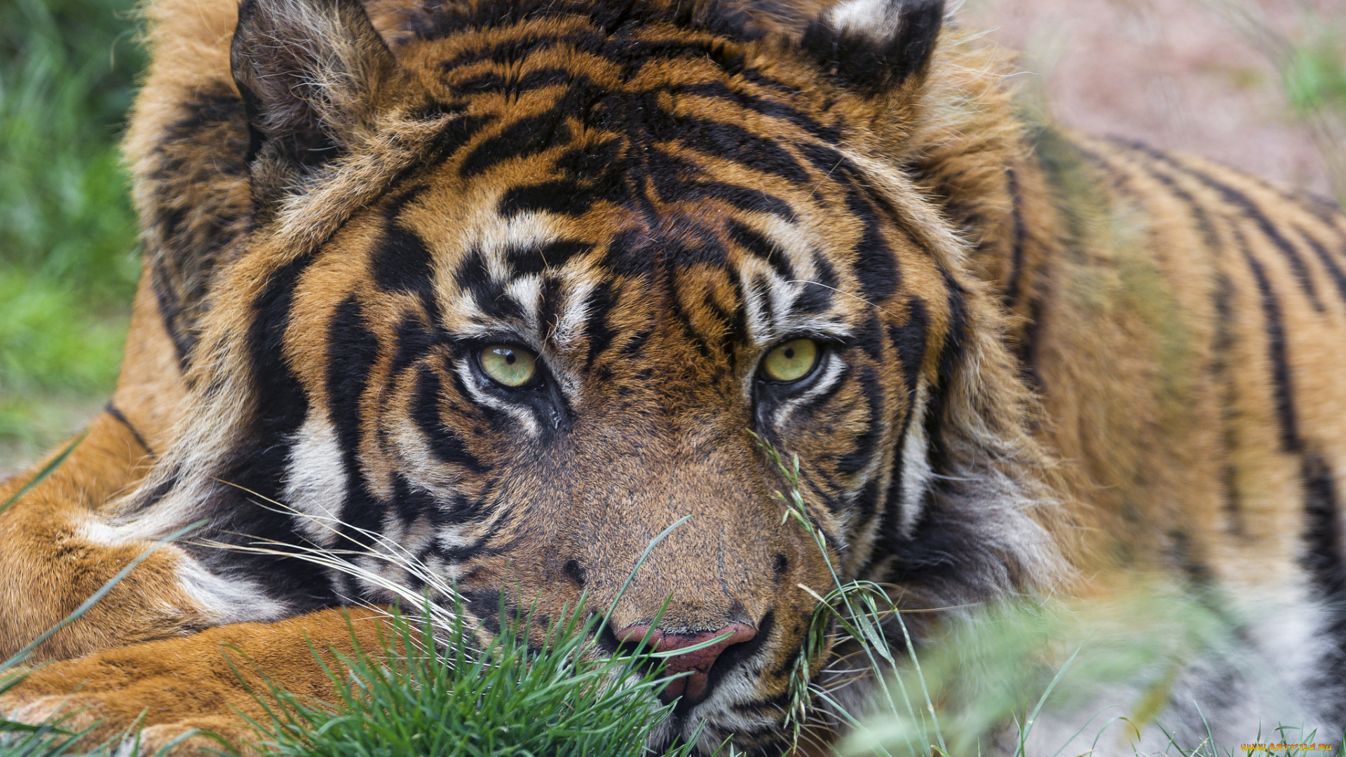 животные, тигры, детёныш, бревно, ветка, амурский, котёнок, кошка, тигр