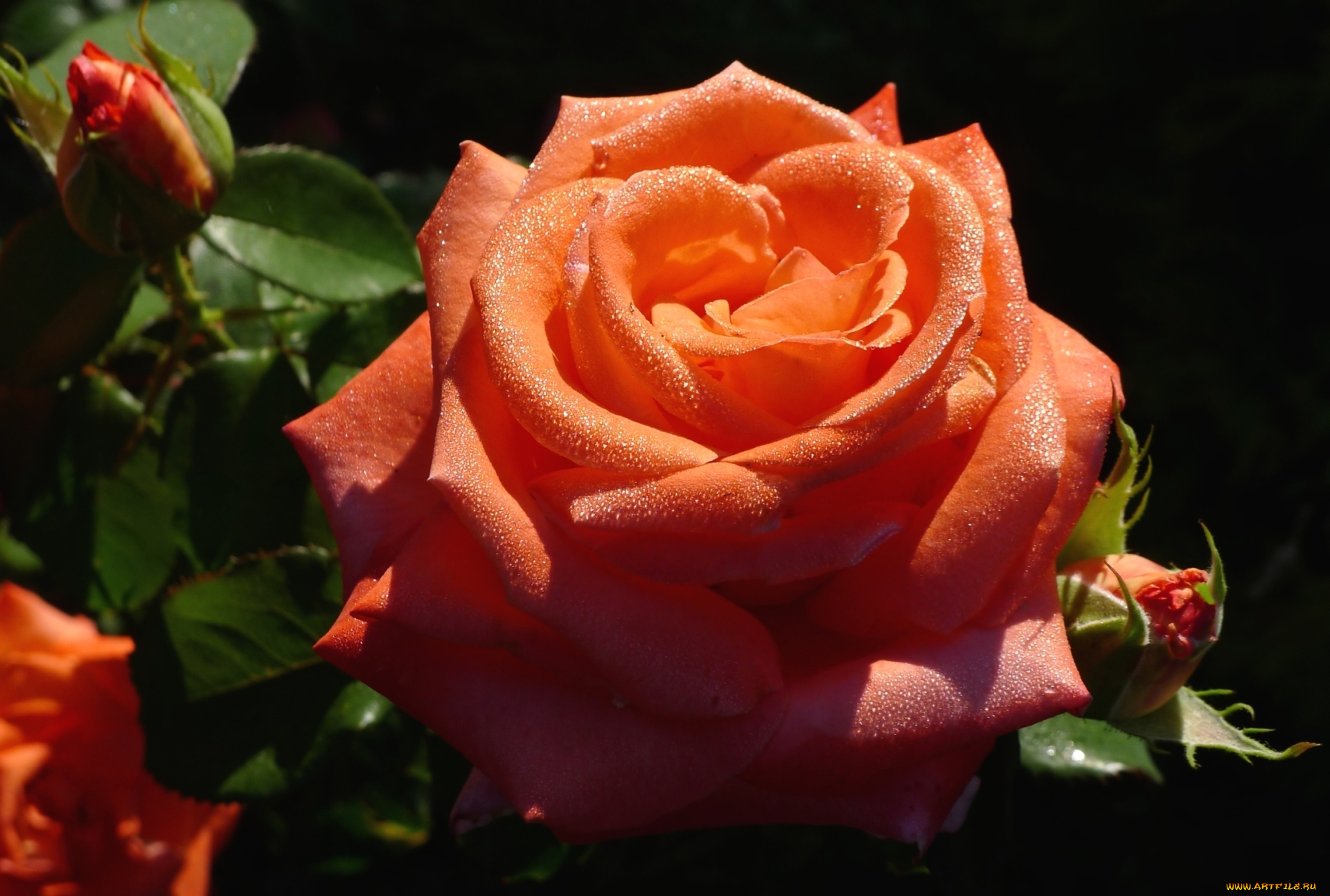 цветы, розы, роза, макро, капли