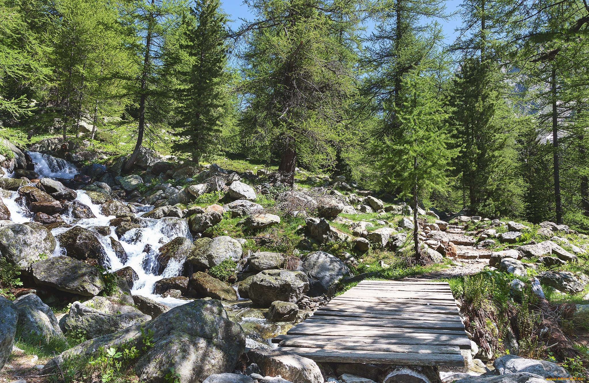 природа, дороги, настил, дорожка, лес