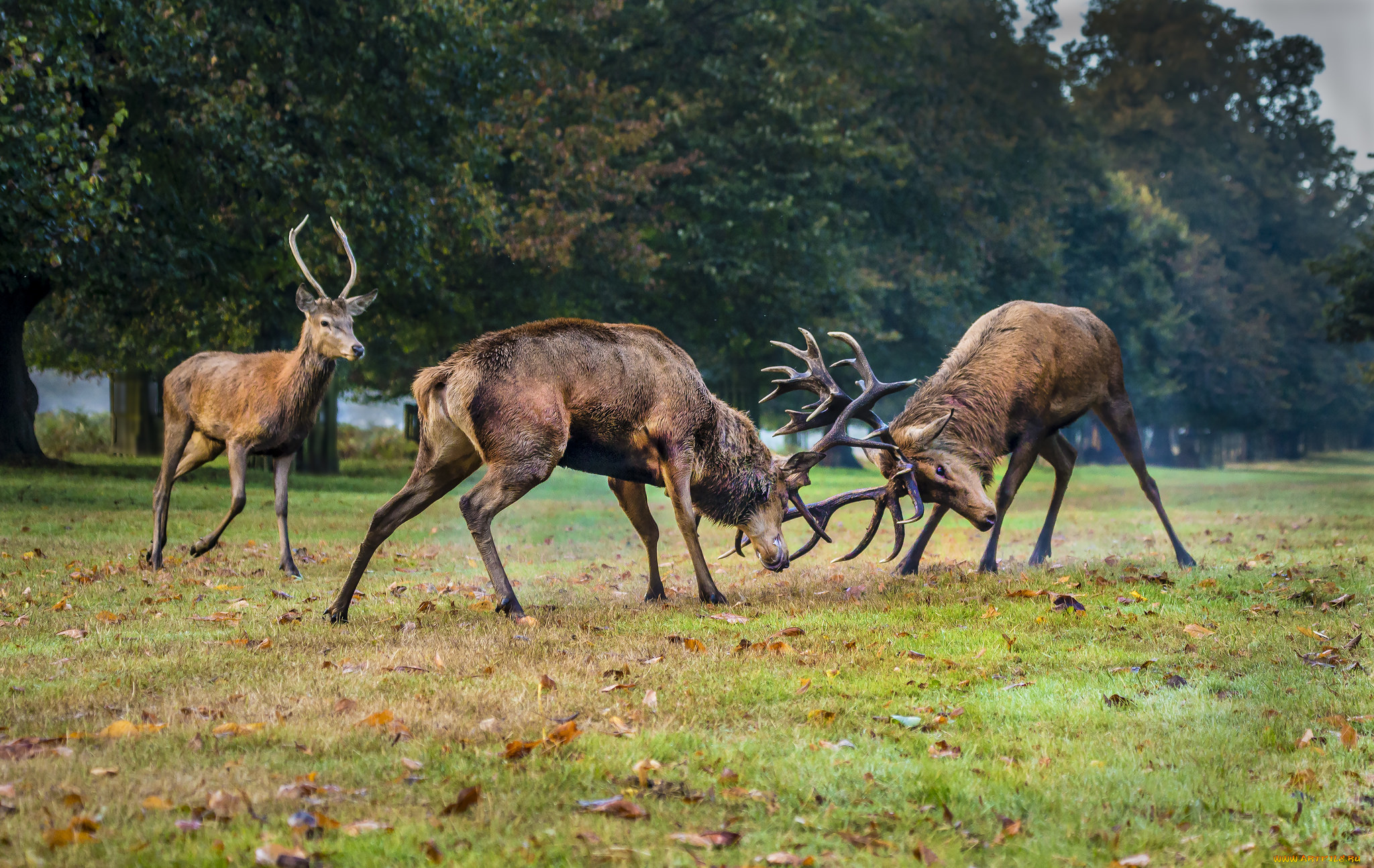 животные, олени, турнир, поляна