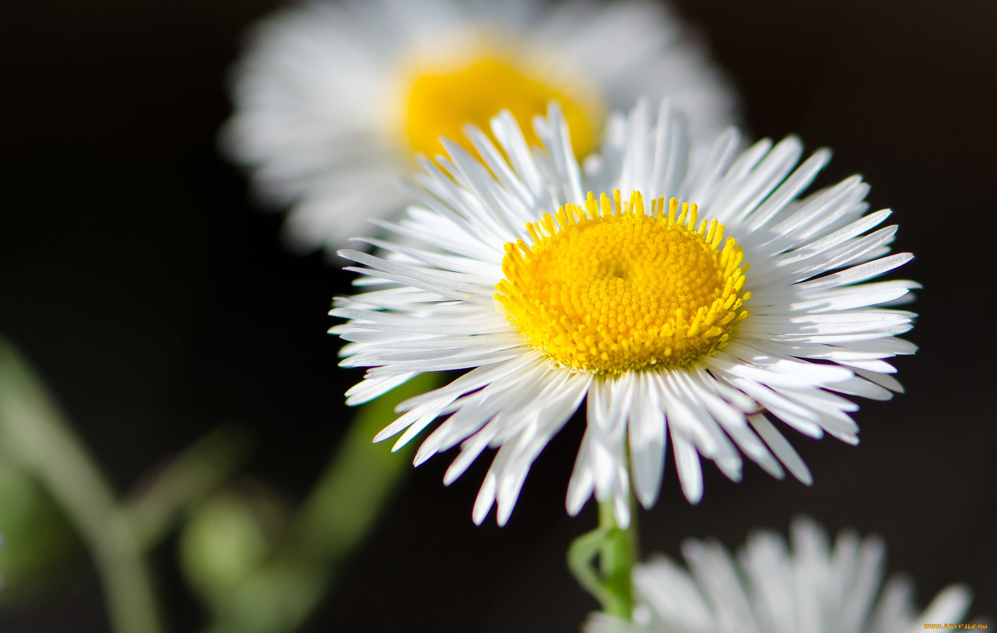 цветы, ромашки, тёмный, фон, макро, жёлто-белые