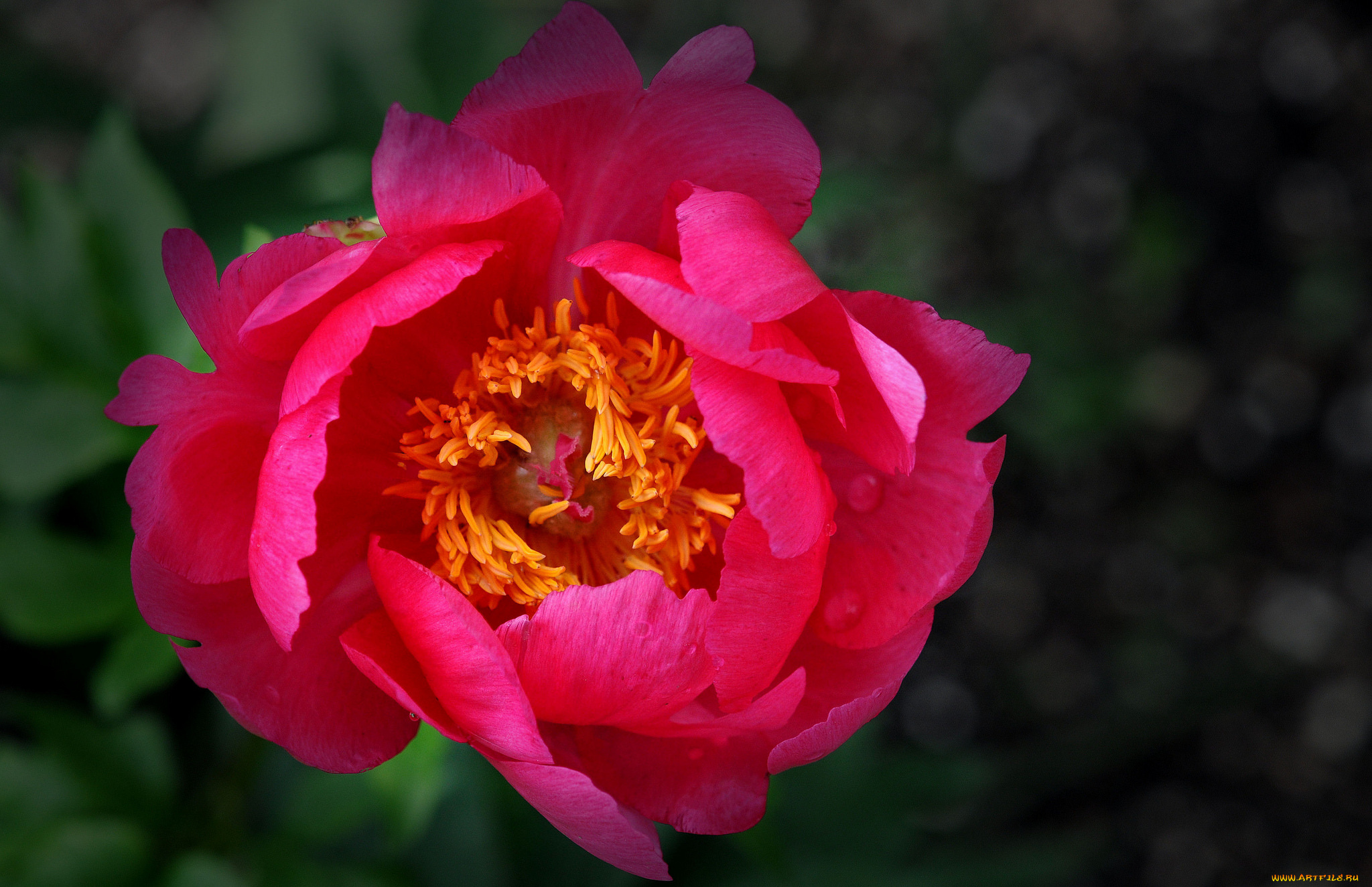 цветы, пионы, цветение, листья, лепестки, бутон, пион