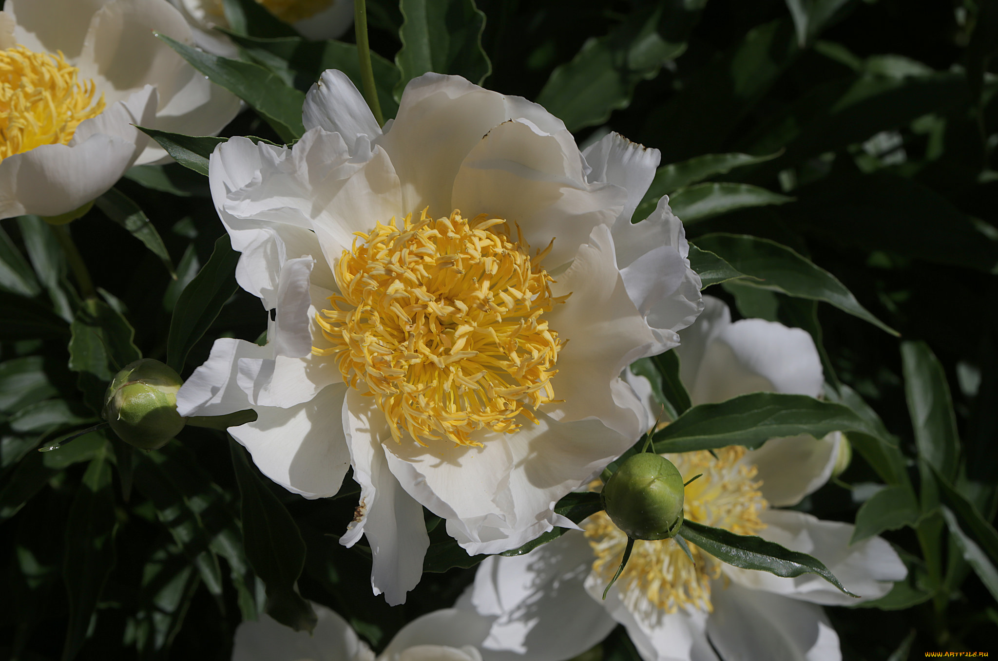 цветы, пионы, цветение, пион, бутон, лепестки, листья