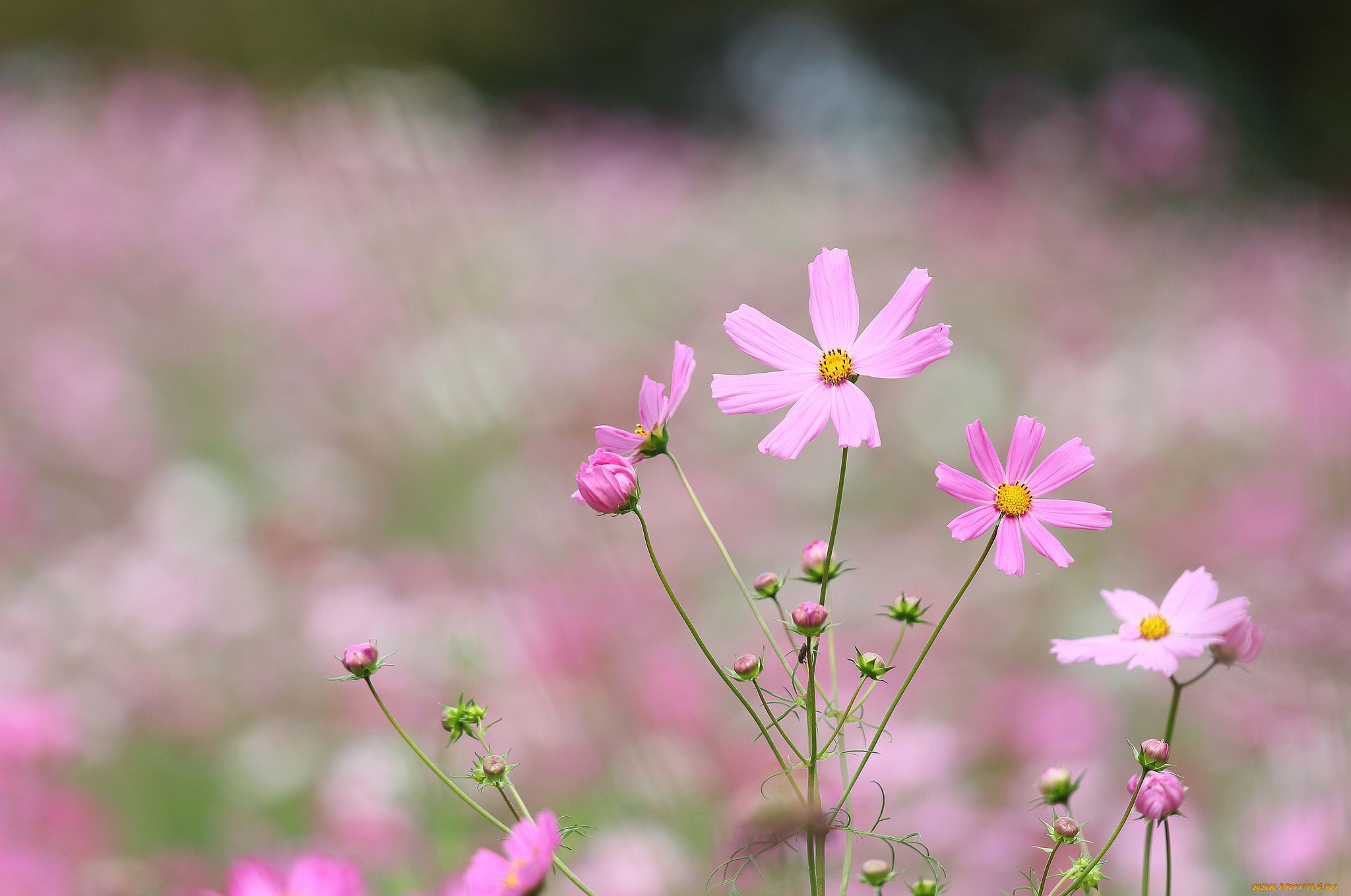 цветы, космея, лепестки, цветение