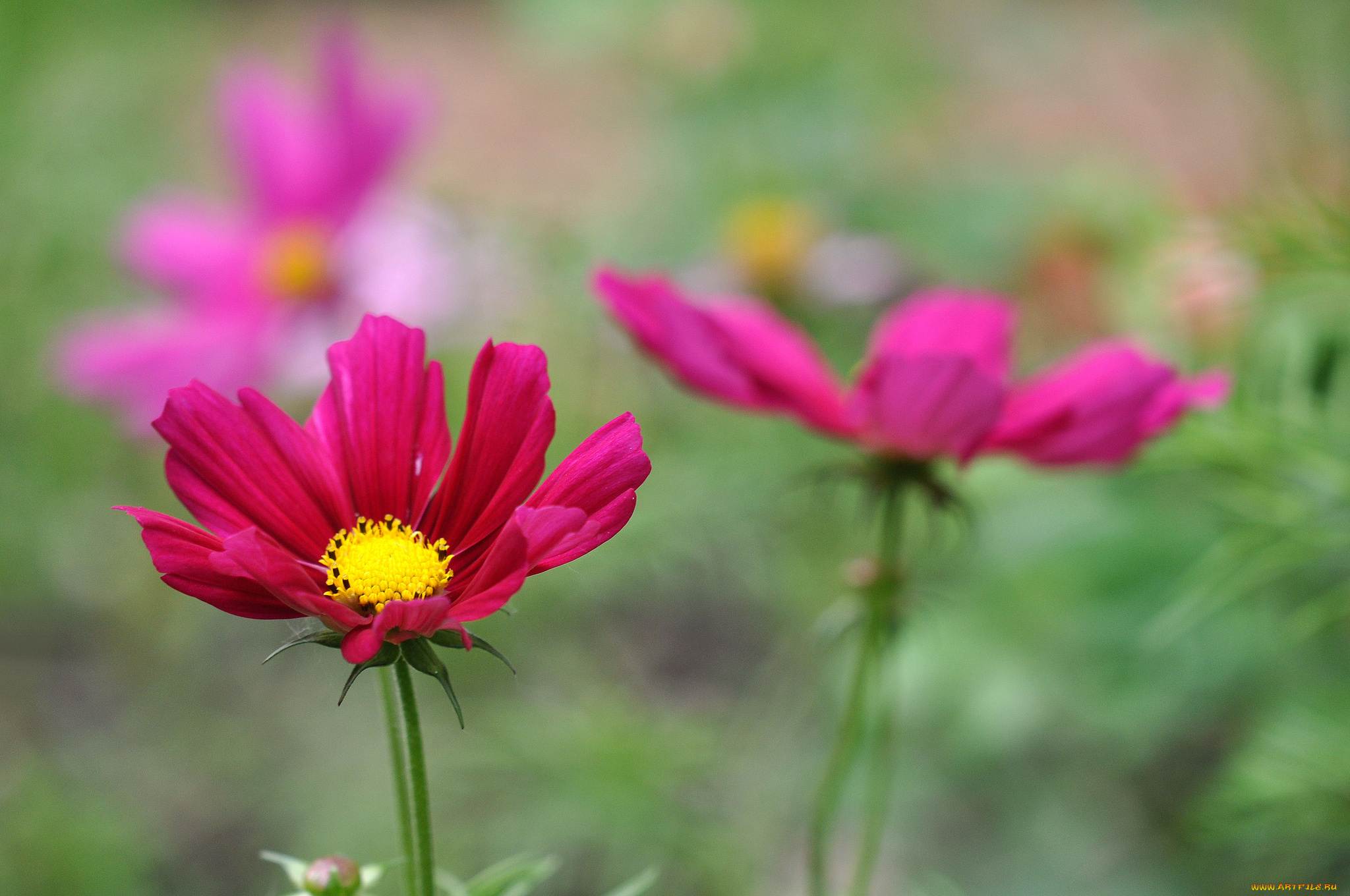 цветы, космея, лепестки, цветение