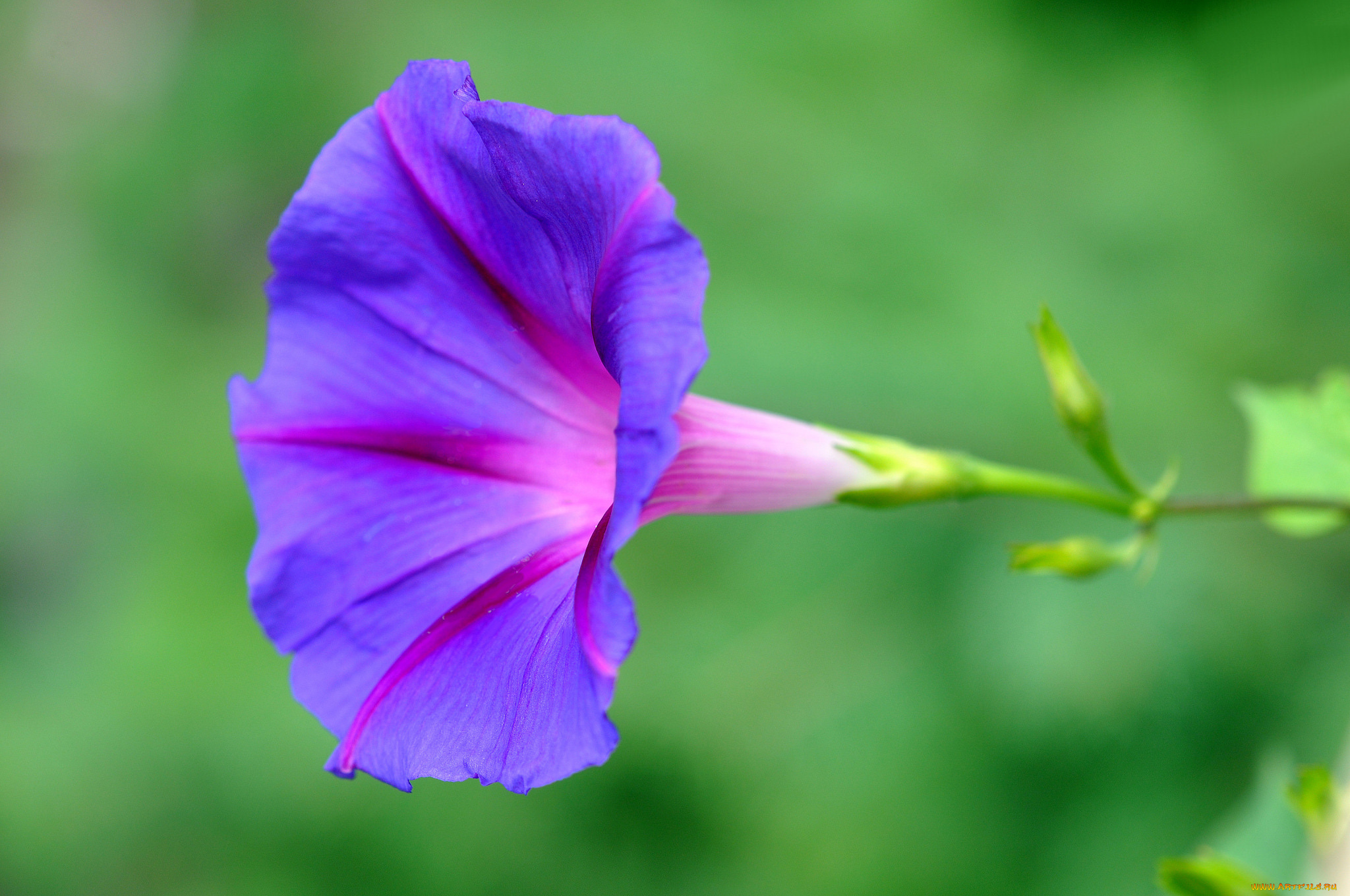 цветы, вьюнки, , ипомеи, бутон, нежность, цветение, петуния, калибрахоа, петунии
