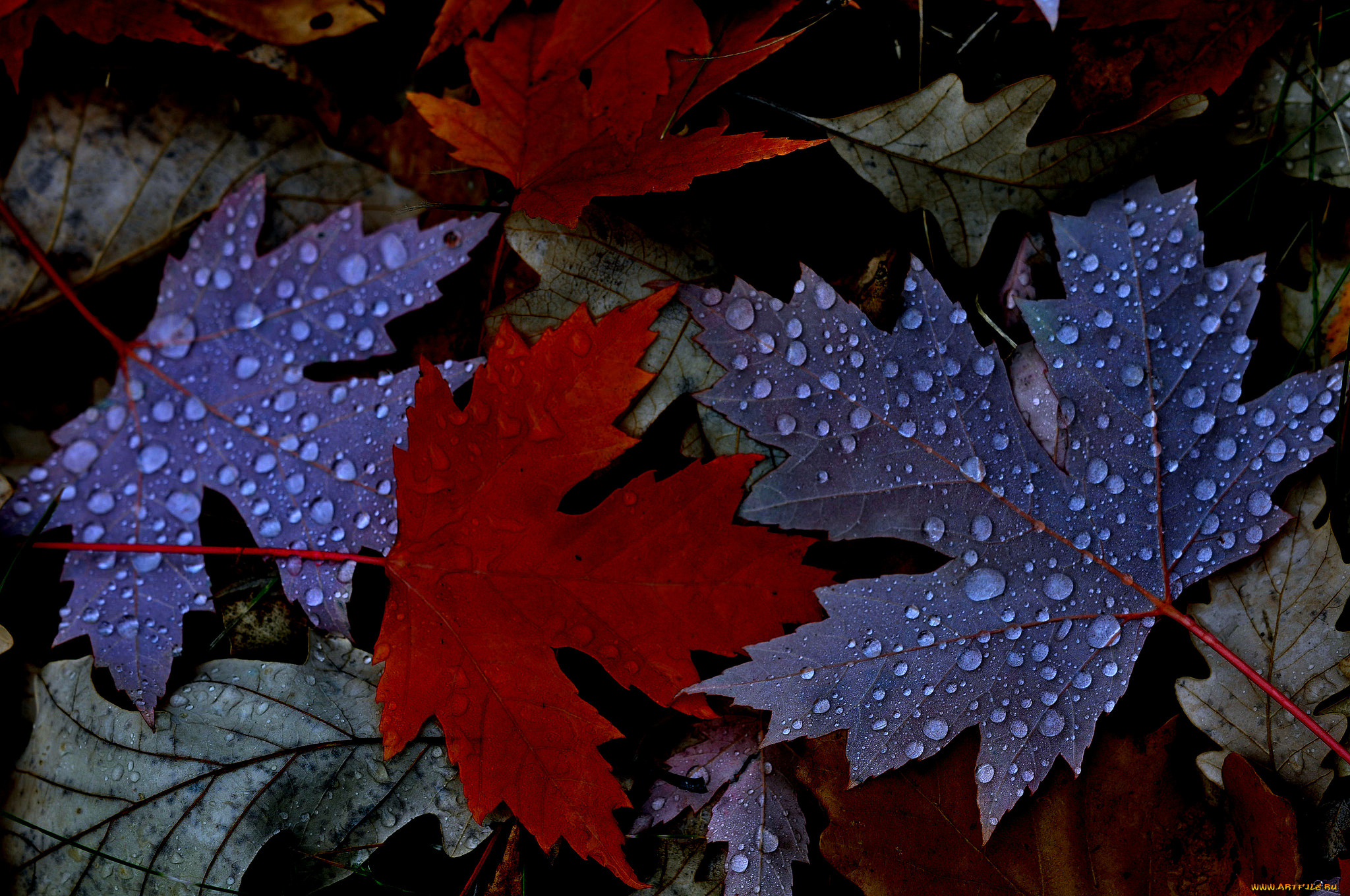 природа, листья