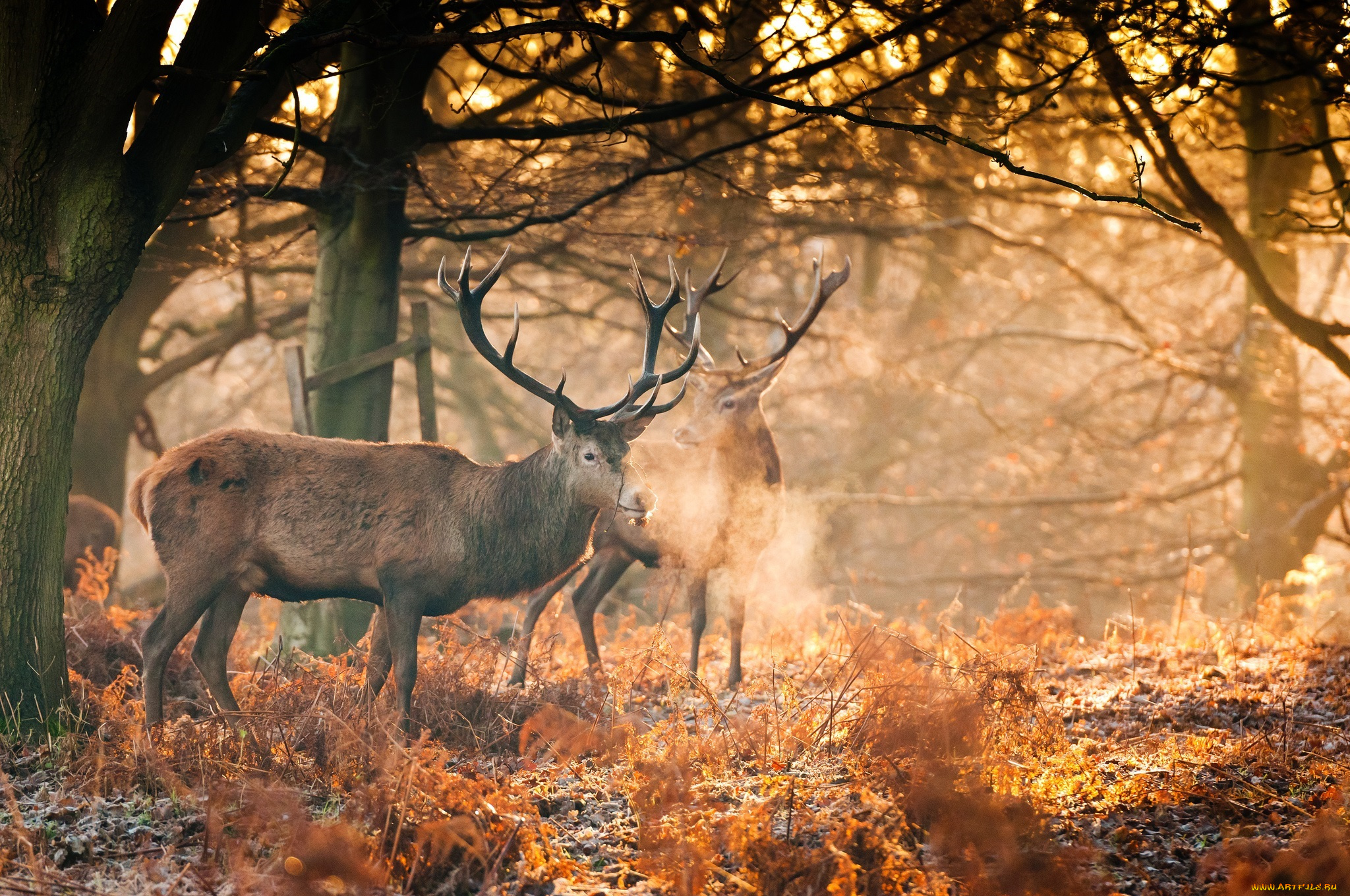 животные, олени, лес, осень, рога