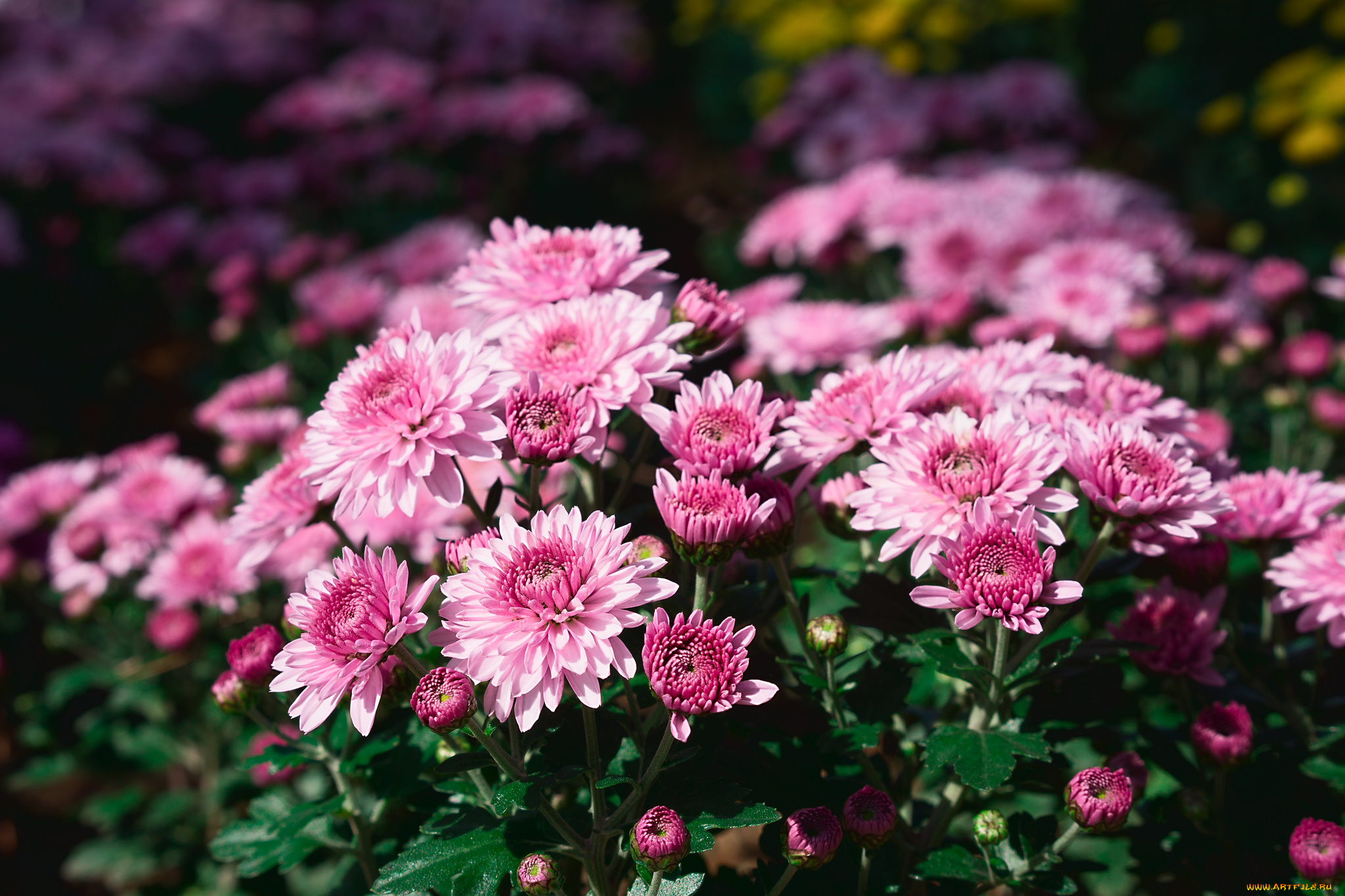 цветы, хризантемы, лепестки, свечи